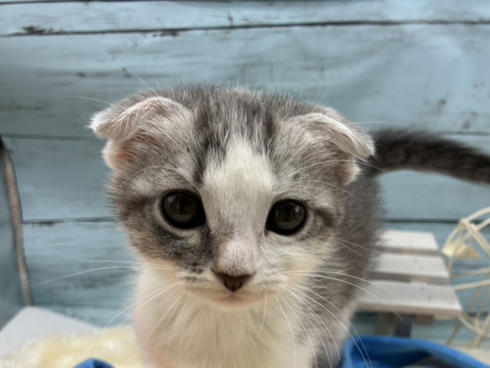 静岡県のスコティッシュフォールド (ペッツワン藤枝店/2026年2月13日生まれ/女の子/シルバータビーホワイト)の子猫