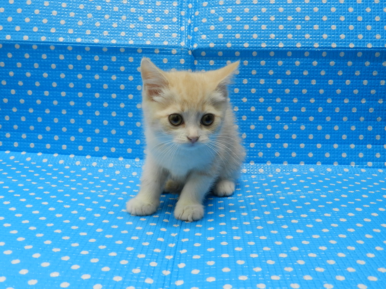 静岡県のスコティッシュフォールド (ペッツワン御殿場店/2026年2月8日生まれ/男の子/クリームタビーホワイト)の子猫