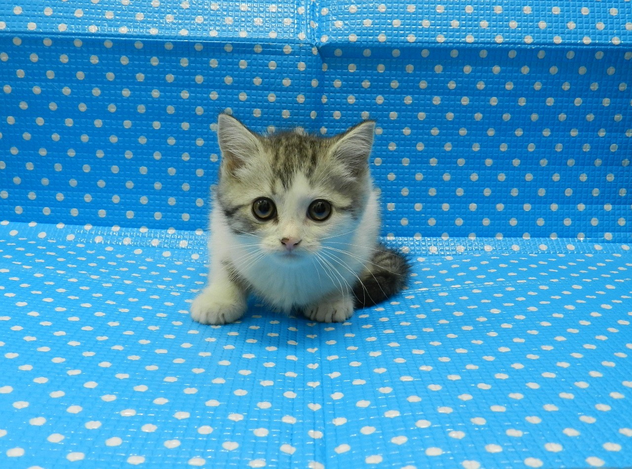 静岡県のスコティッシュフォールド (ペッツワン御殿場店/2026年2月8日生まれ/男の子/シルバータビーホワイト)の子猫