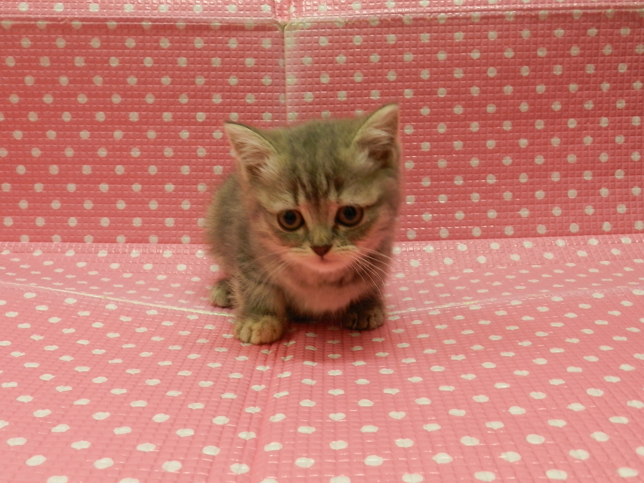 静岡県のマンチカン (ペッツワン御殿場店/2026年2月14日生まれ/女の子/ブルーパッチドタビーホワイト)の子猫