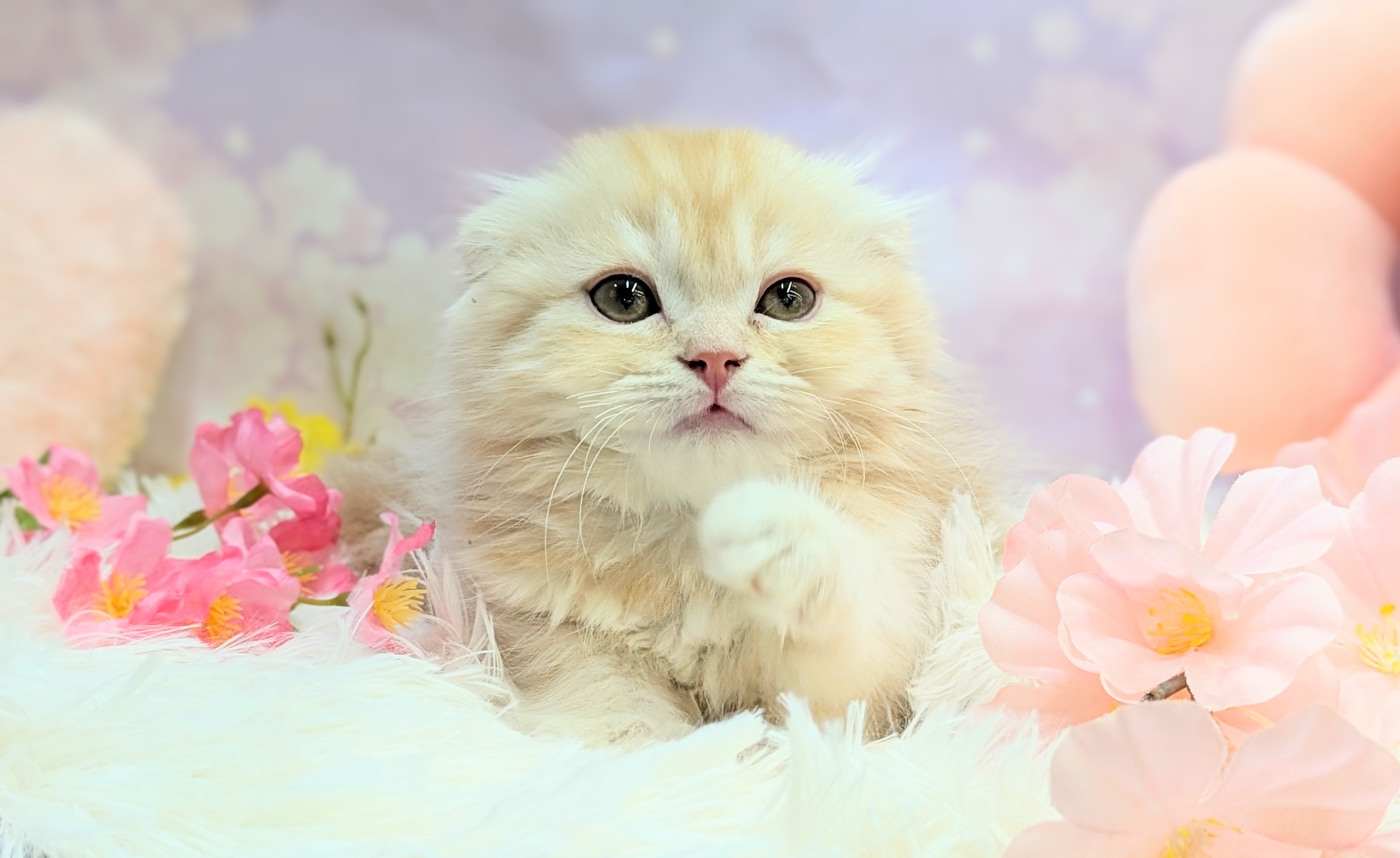 兵庫県のスコティッシュフォールド (ペッツワン神戸西神南店/2026年2月15日生まれ/男の子/カメオタビー)の子猫