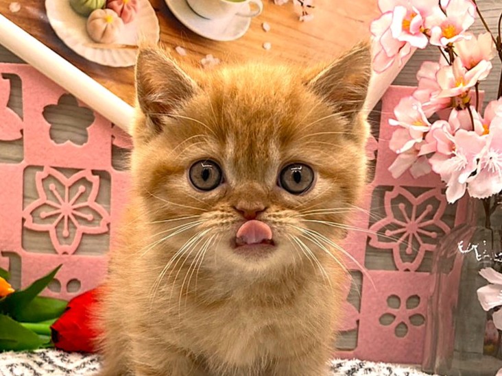 京都府のエキゾチック (ペッツワン木津川店/2026年2月9日生まれ/男の子/レッドタビー)の子猫の1枚目の画像