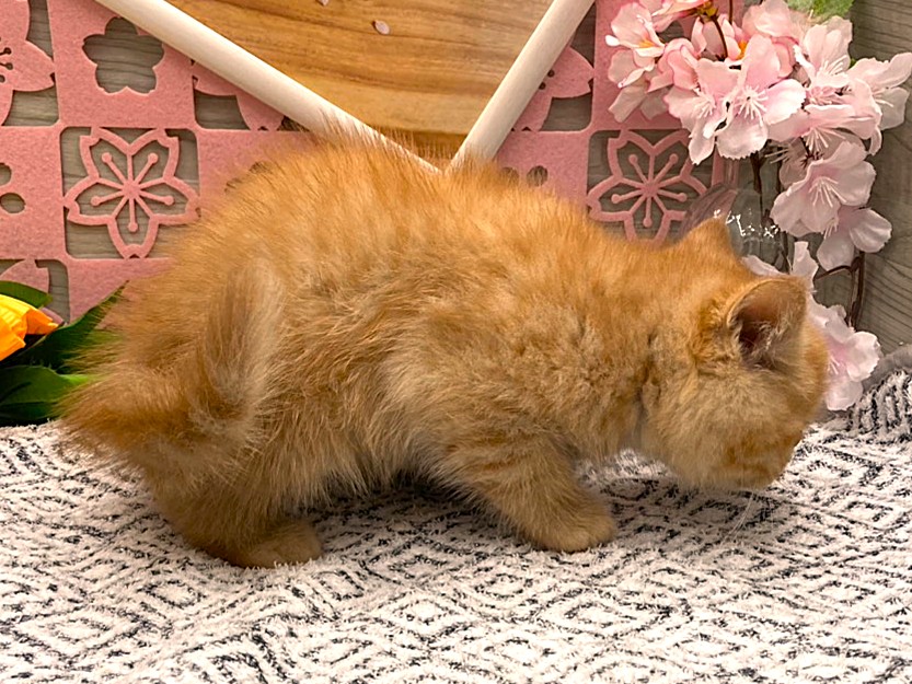 京都府のエキゾチック (ペッツワン木津川店/2026年2月9日生まれ/男の子/レッドタビー)の子猫の2枚目の画像