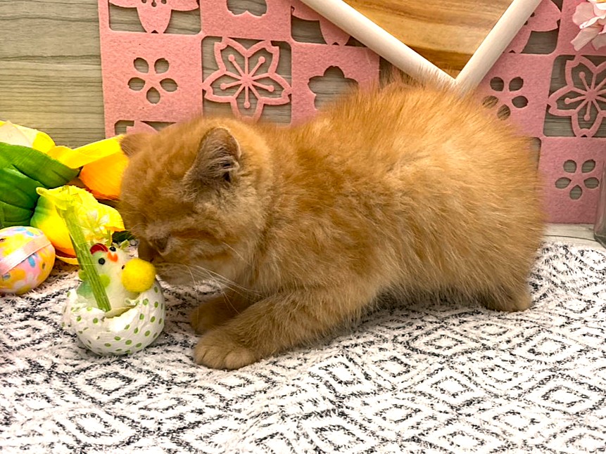 京都府のエキゾチック (ペッツワン木津川店/2026年2月9日生まれ/男の子/レッドタビー)の子猫の3枚目の画像