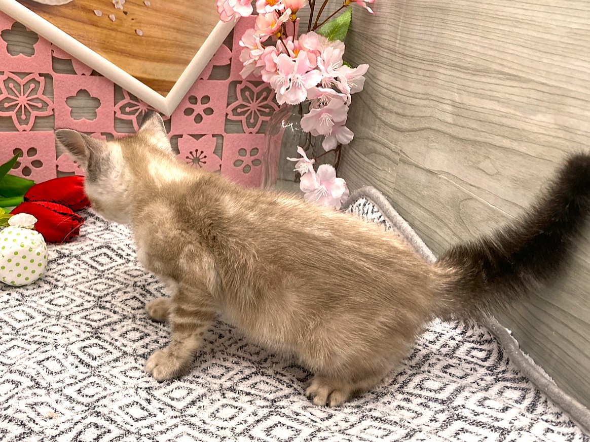 京都府のベンガル (ペッツワン木津川店/2026年2月14日生まれ/男の子/ｼｰﾙﾐﾝｸﾏｰﾌﾞﾙﾄﾞﾀﾋﾞｰ)の子猫の3枚目の画像