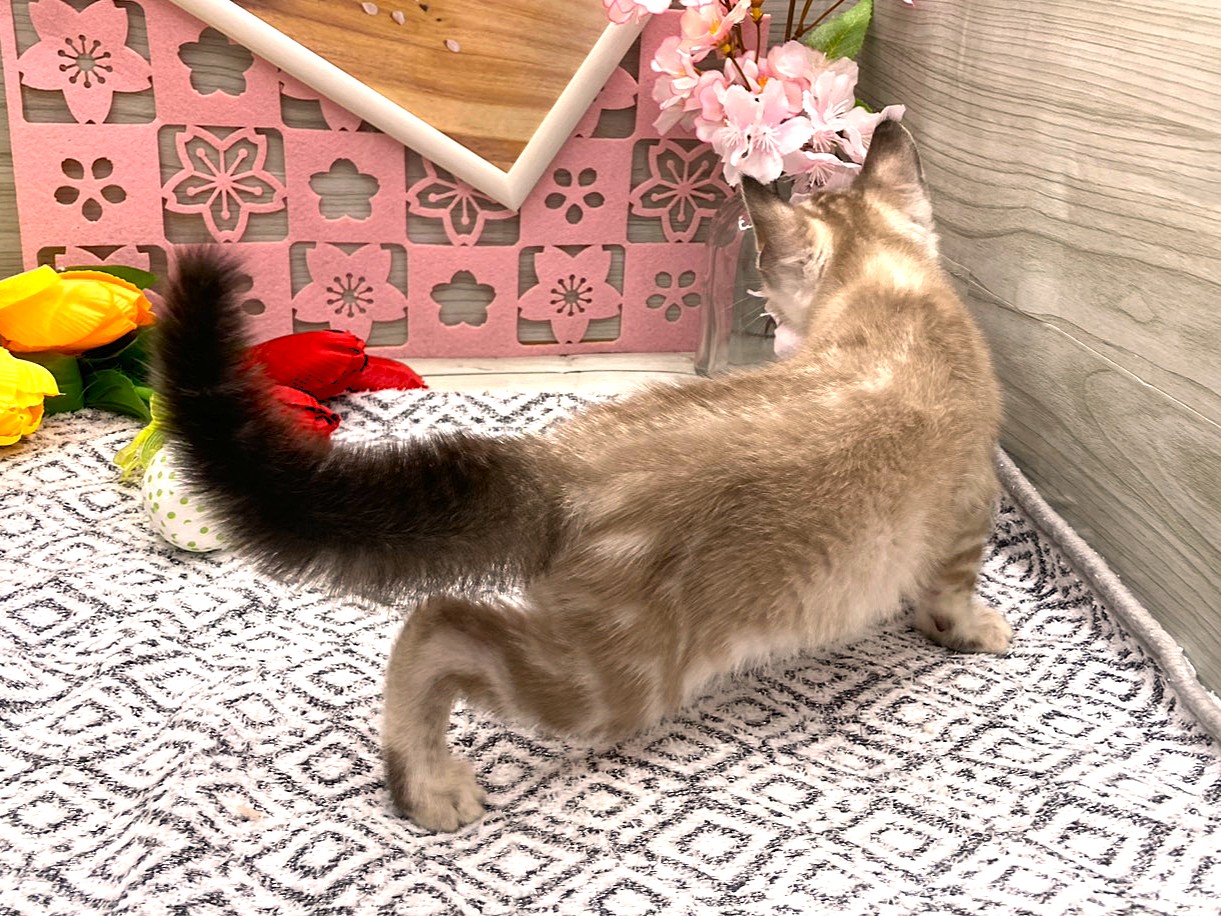 京都府のベンガル (ペッツワン木津川店/2026年2月14日生まれ/男の子/ｼｰﾙﾐﾝｸﾏｰﾌﾞﾙﾄﾞﾀﾋﾞｰ)の子猫の2枚目の画像