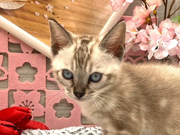 京都府のベンガル (ペッツワン木津川店/2026年2月14日生まれ/男の子/ｼｰﾙﾐﾝｸﾏｰﾌﾞﾙﾄﾞﾀﾋﾞｰ)の子猫の1枚目の画像