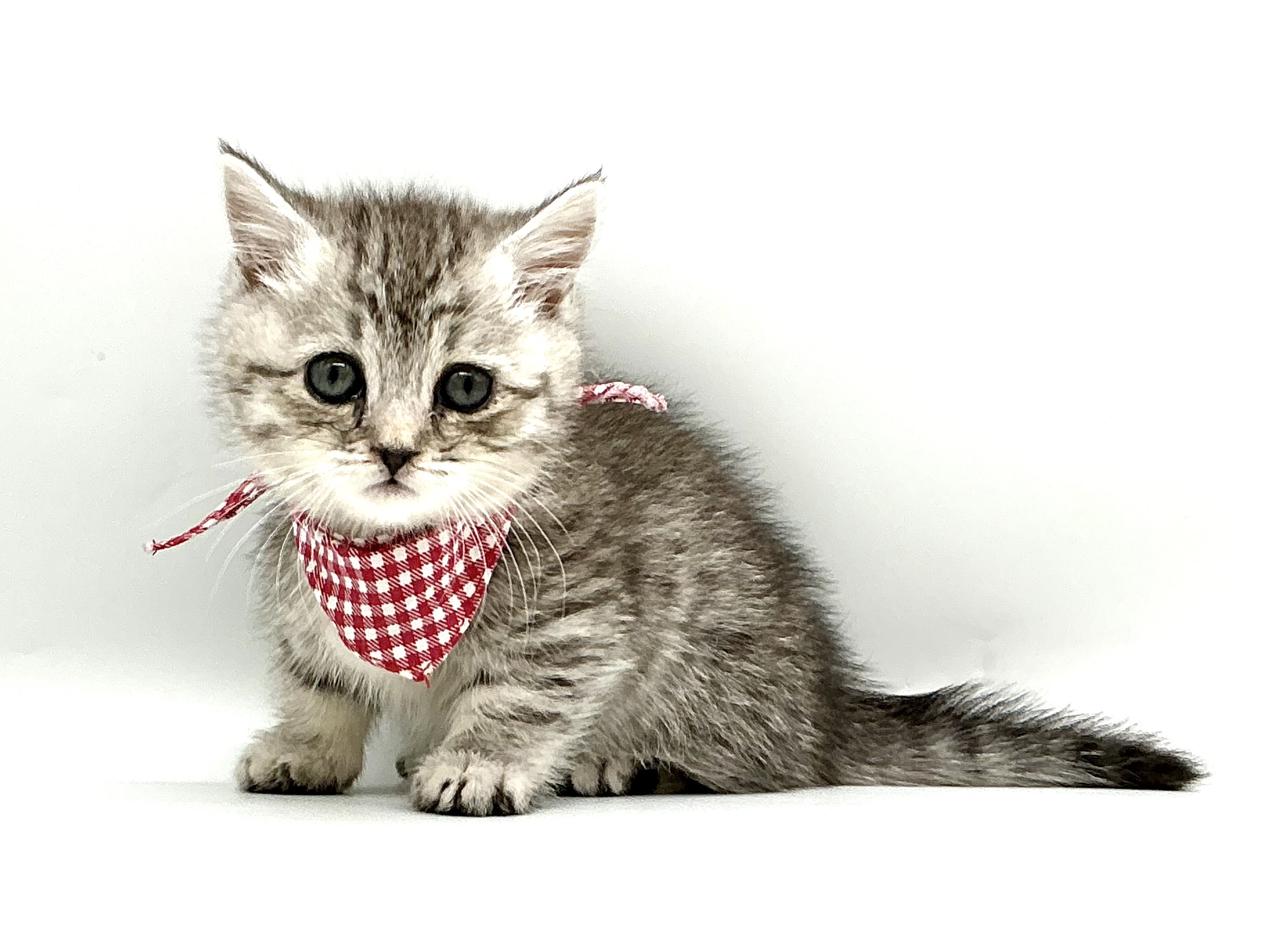 埼玉県のミヌエット (ペッツワン鶴ヶ島店/2026年2月16日生まれ/女の子/シルバータビー)の子猫の1枚目の画像