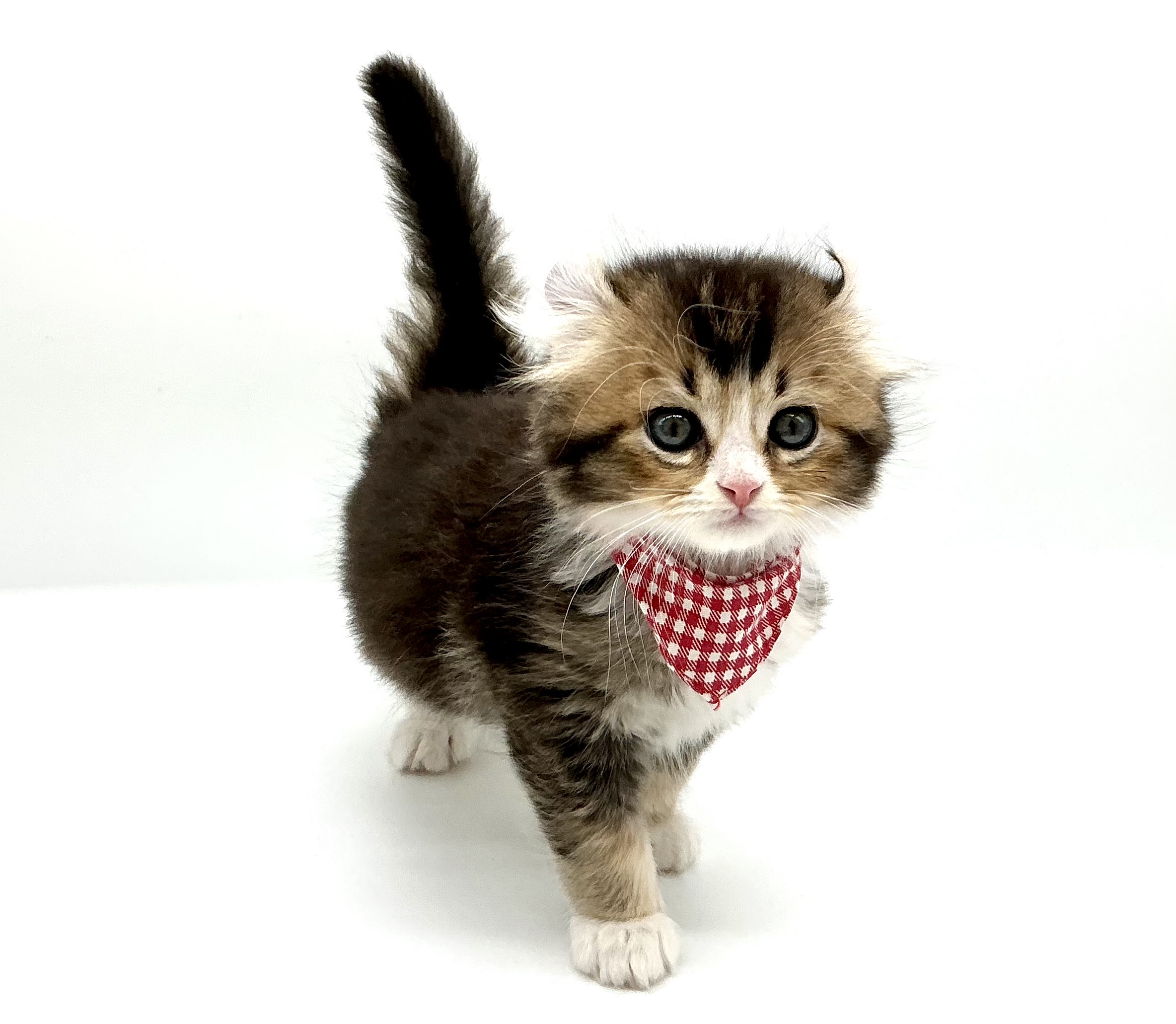 埼玉県のキンカロー (ペッツワン鶴ヶ島店/2026年2月17日生まれ/男の子/ブラウンタビーホワイト)の子猫の3枚目の画像