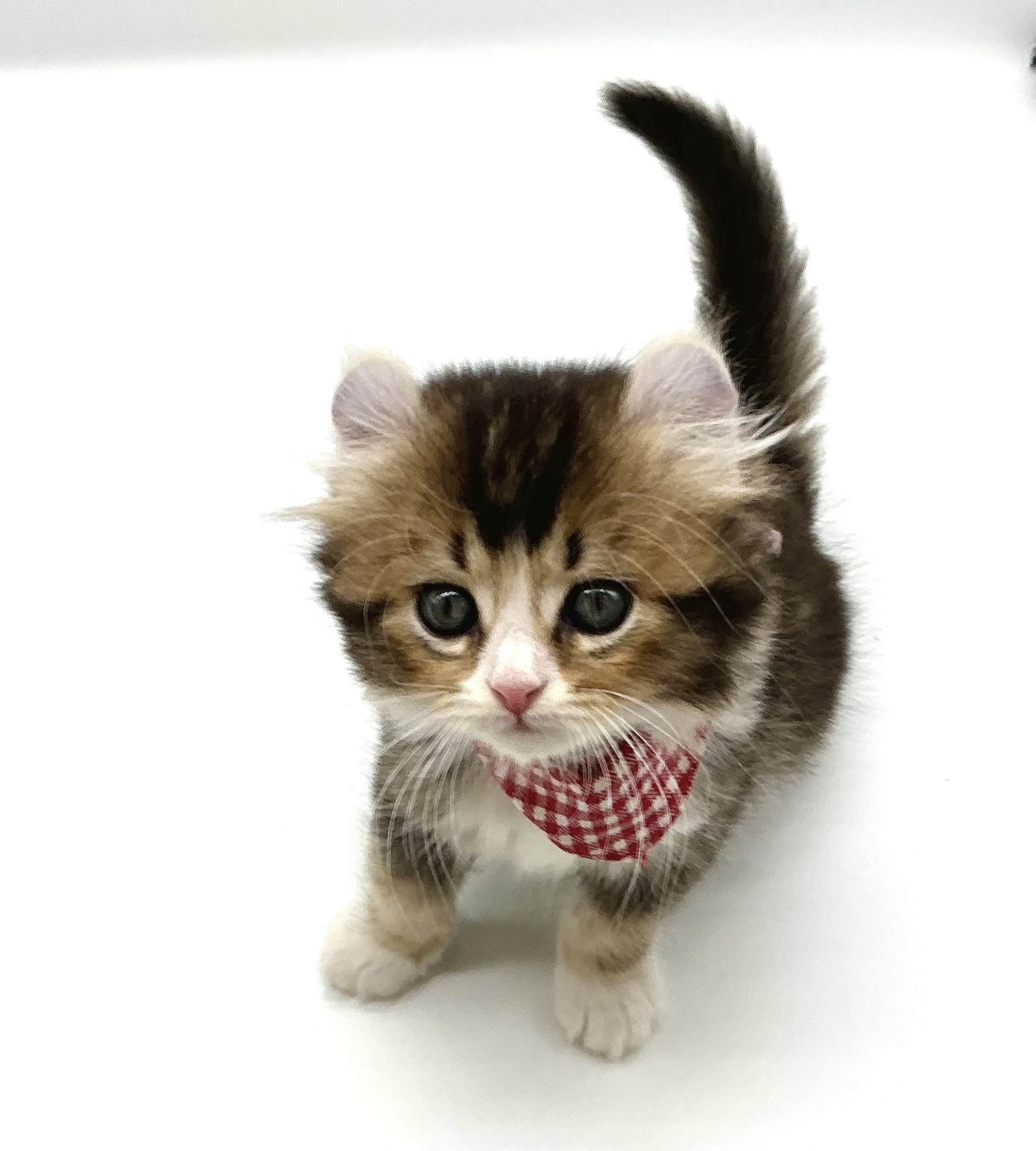 埼玉県のキンカロー (ペッツワン鶴ヶ島店/2026年2月17日生まれ/男の子/ブラウンタビーホワイト)の子猫の2枚目の画像