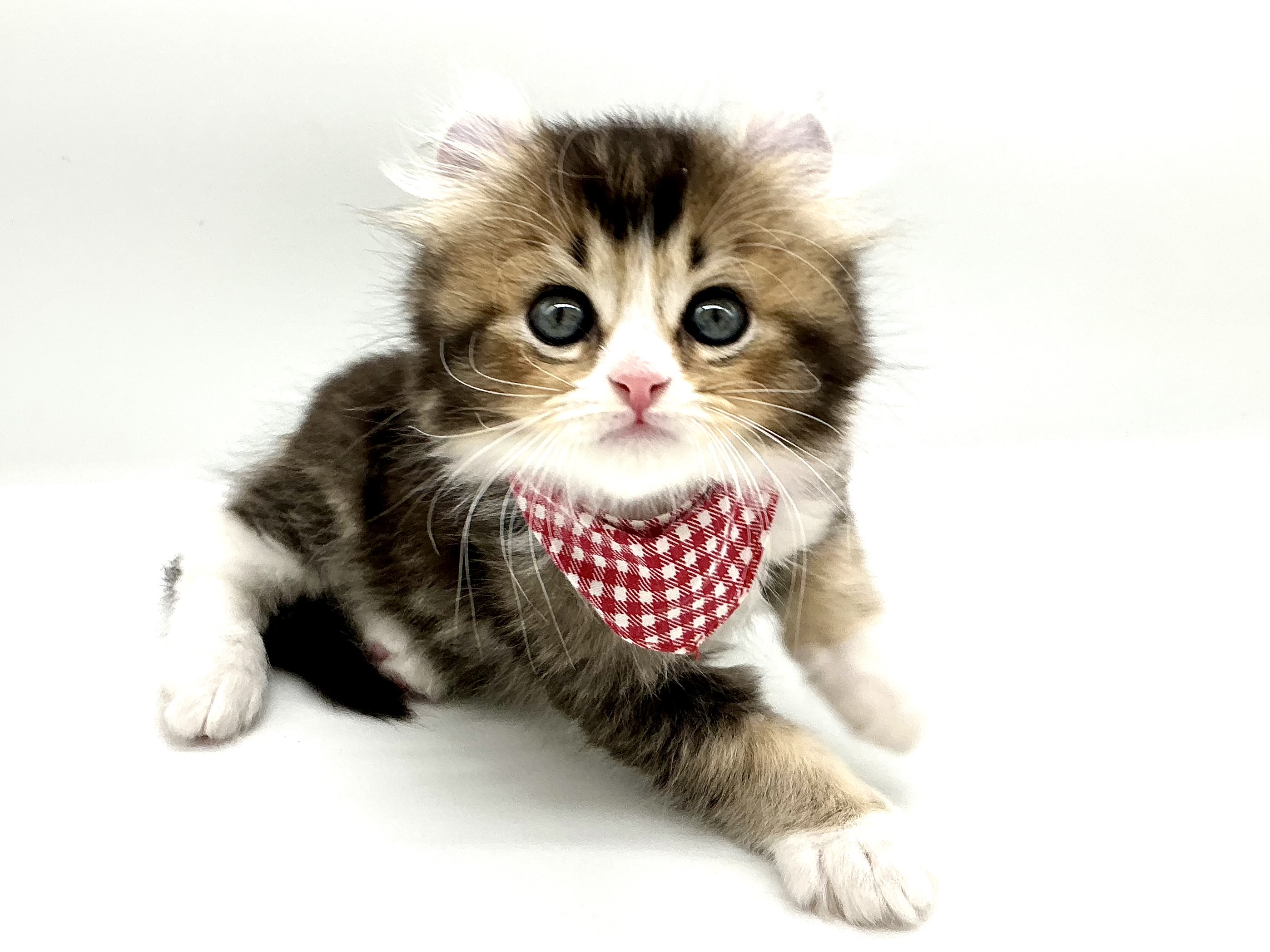 埼玉県のキンカロー (ペッツワン鶴ヶ島店/2026年2月17日生まれ/男の子/ブラウンタビーホワイト)の子猫の1枚目の画像