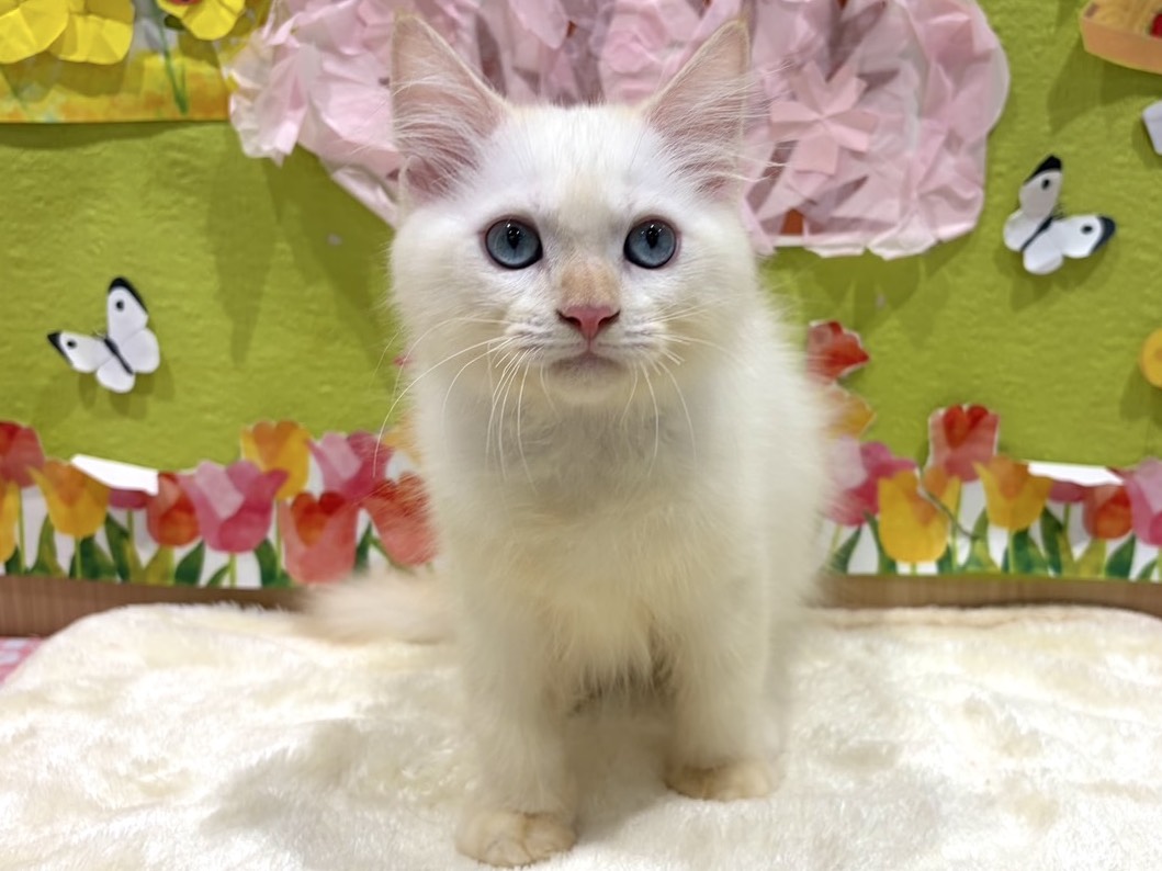 福島県のラグドール (ペッツワン会津若松店/2026年1月24日生まれ/男の子/レッドポイント)の子猫