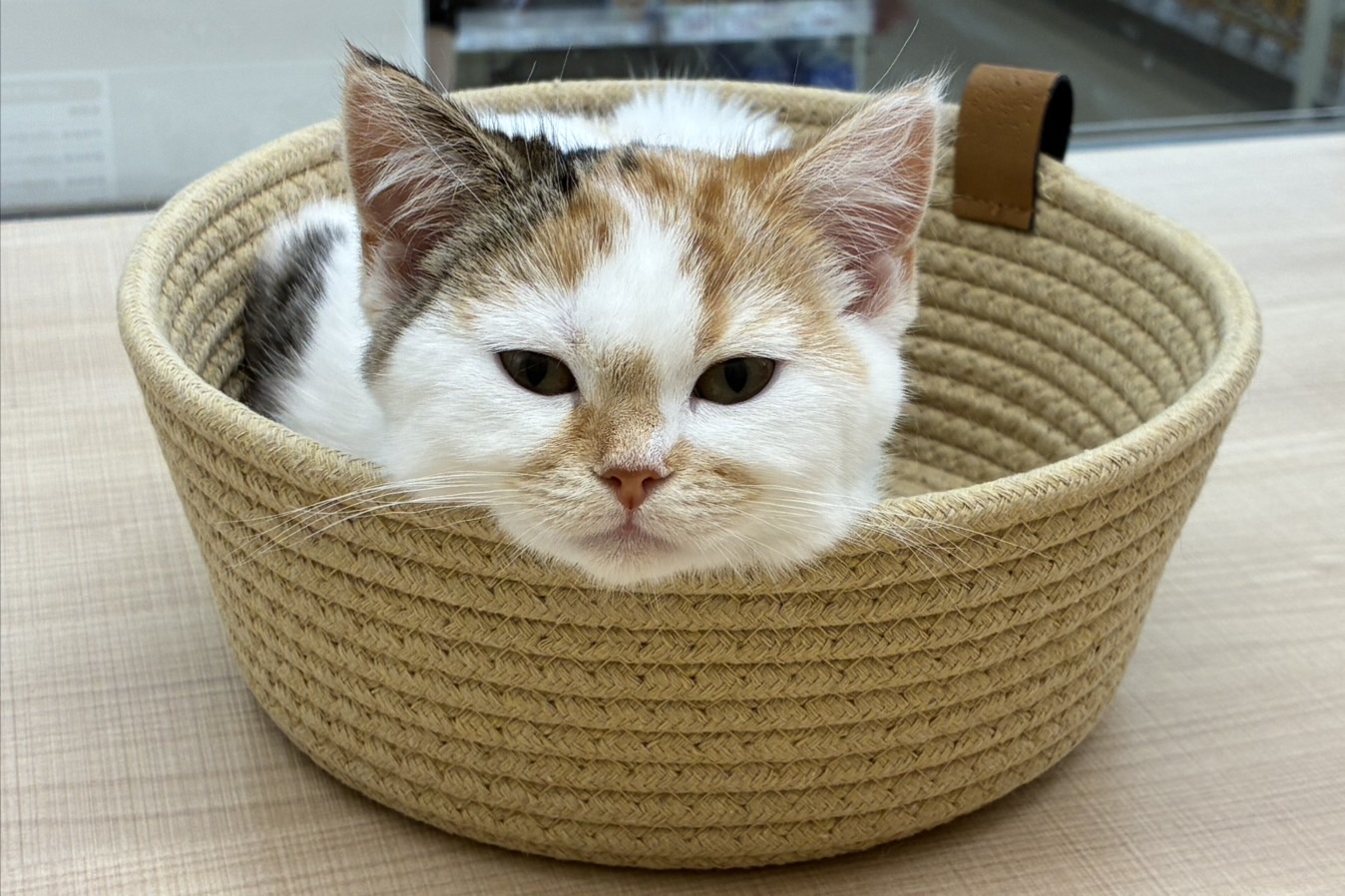 宮城県のマンチカン (ペッツワン古川店/2026年1月21日生まれ/女の子/キャリコ)の子猫の3枚目の画像