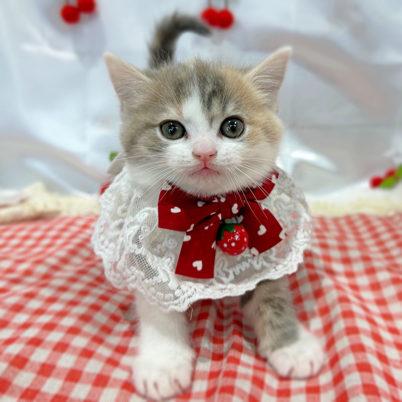 滋賀県のマンチカン (ペッツワン堅田店/2026年2月15日生まれ/女の子/ブルーパッチドタビーホワイト)の子猫の3枚目の画像