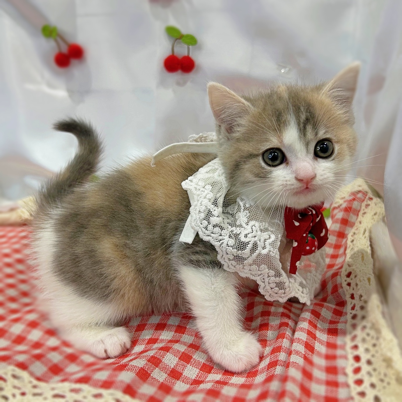 滋賀県のマンチカン (ペッツワン堅田店/2026年2月15日生まれ/女の子/ブルーパッチドタビーホワイト)の子猫の1枚目の画像