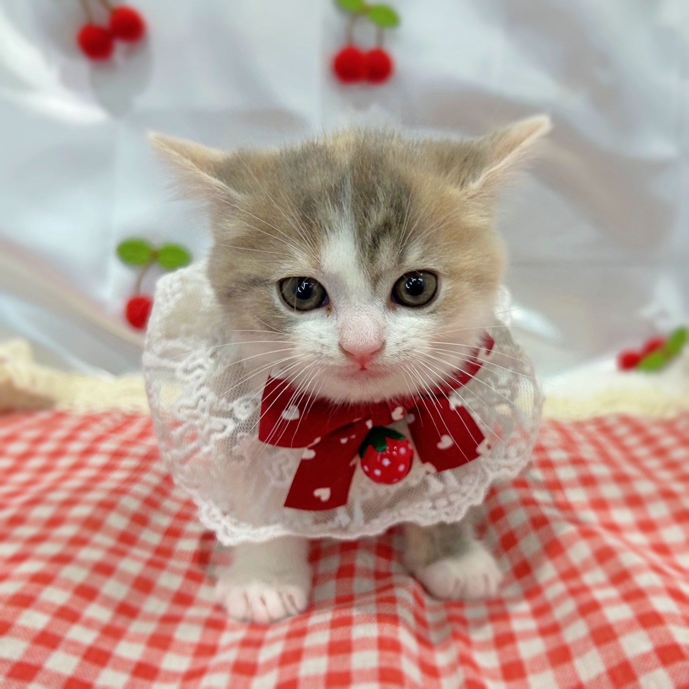 滋賀県のマンチカン (ペッツワン堅田店/2026年2月15日生まれ/女の子/ブルーパッチドタビーホワイト)の子猫の2枚目の画像