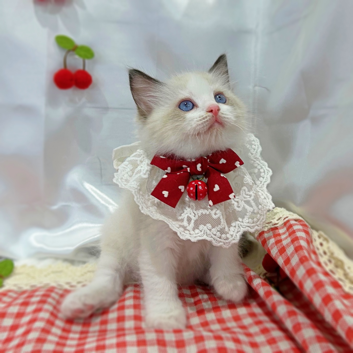 滋賀県のラグドール (ペッツワン堅田店/2026年2月18日生まれ/男の子/シールポイントバイカラー)の子猫の2枚目の画像