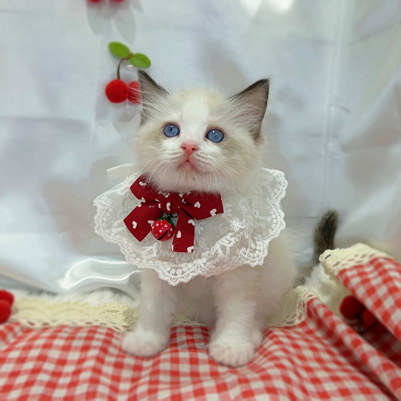 滋賀県のラグドール (ペッツワン堅田店/2026年2月18日生まれ/男の子/シールポイントバイカラー)の子猫の3枚目の画像