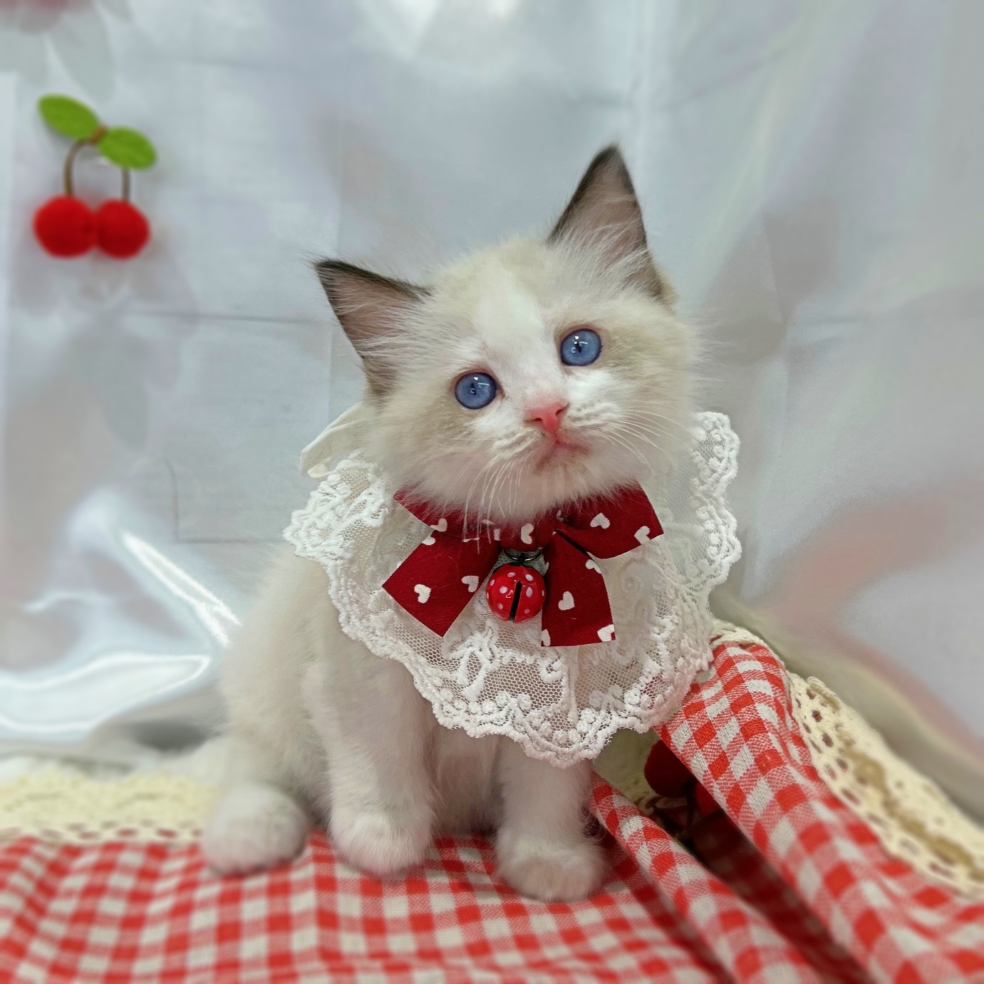 滋賀県のラグドール (ペッツワン堅田店/2026年2月18日生まれ/男の子/シールポイントバイカラー)の子猫の1枚目の画像