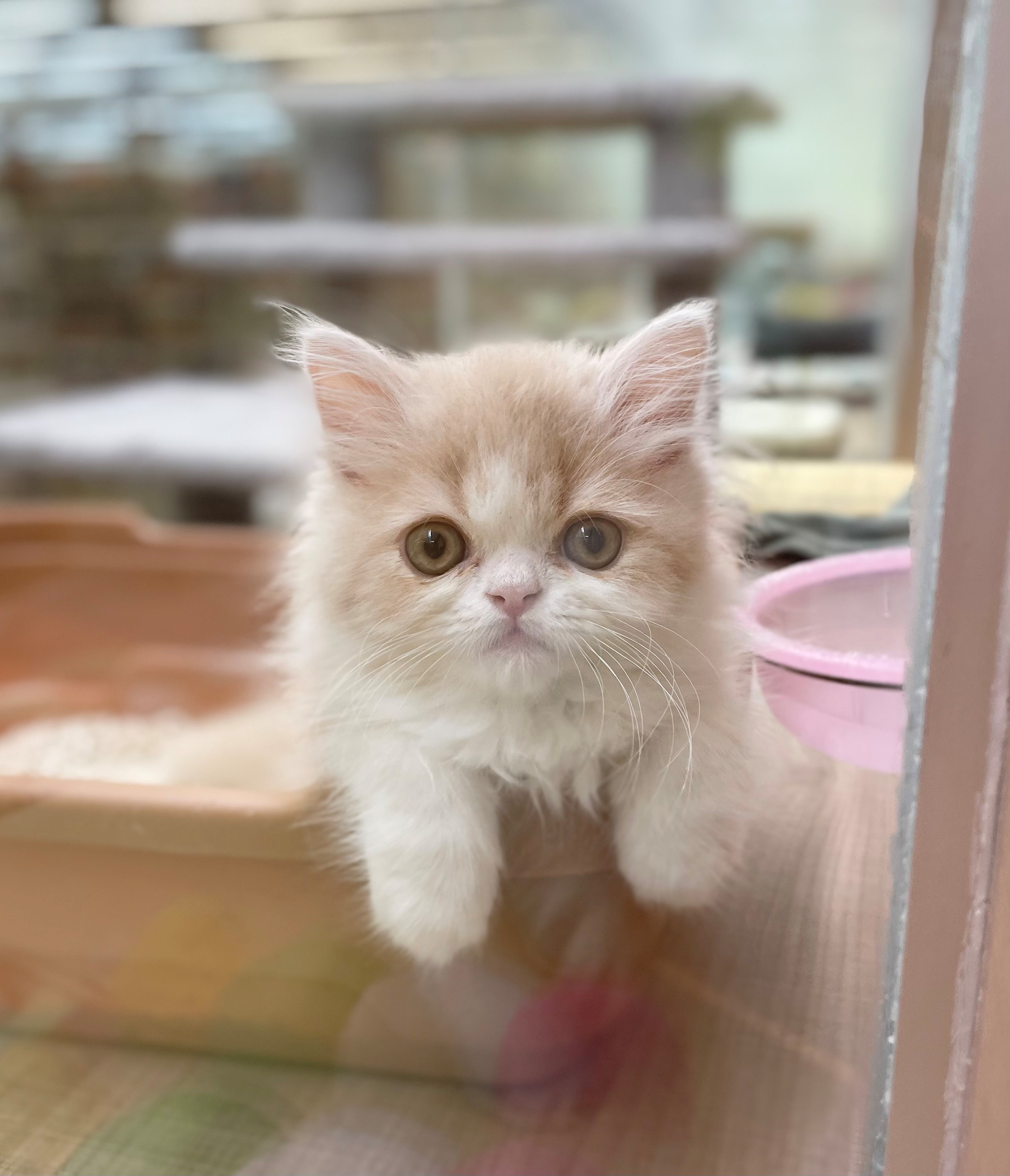 岐阜県のフォールデックス (ペッツワン可児店/2026年2月2日生まれ/男の子/クリームタビーホワイト)の子猫の3枚目の画像