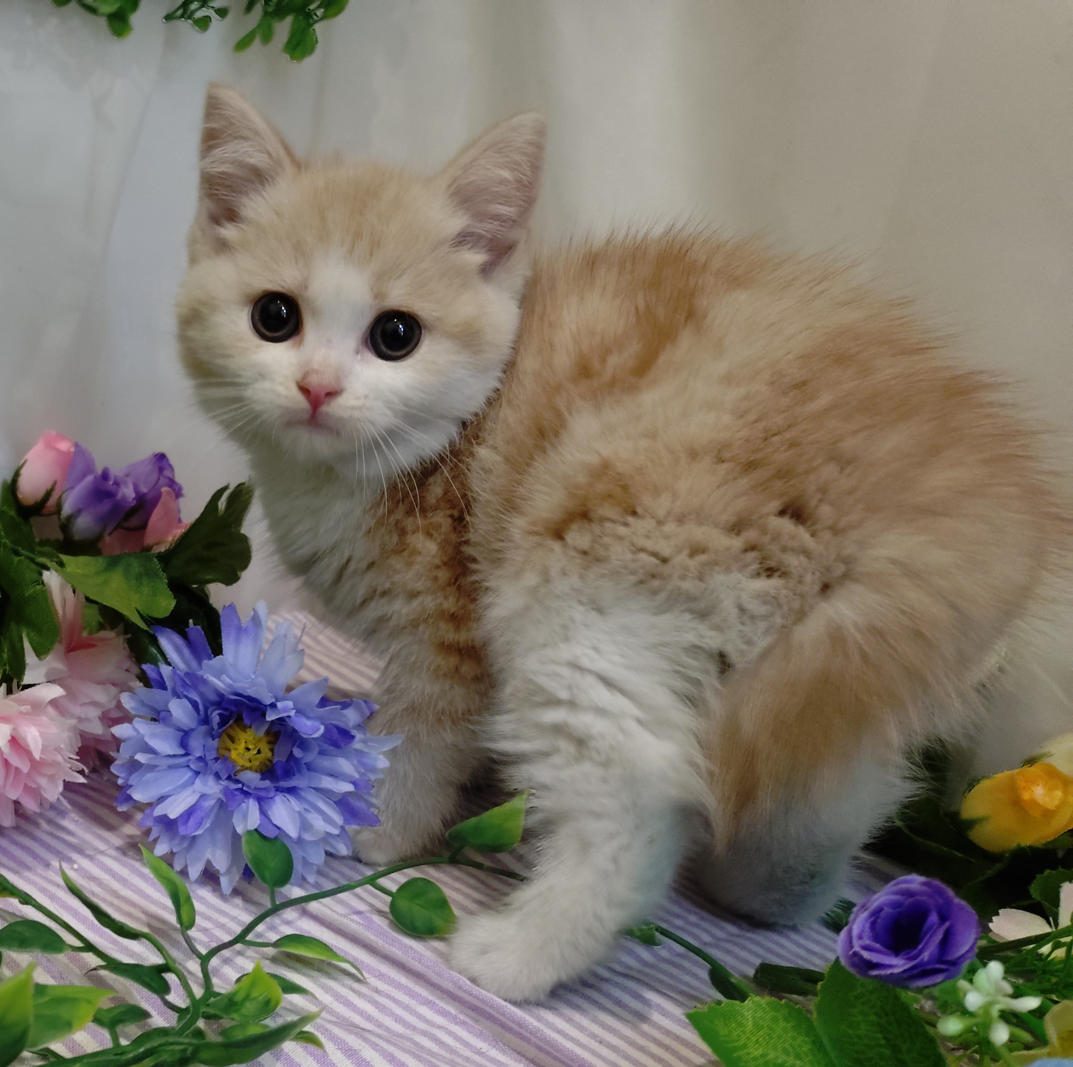 岐阜県のスコティッシュフォールド (ペッツワン関店/2026年2月20日生まれ/女の子/クリームホワイト)の子猫