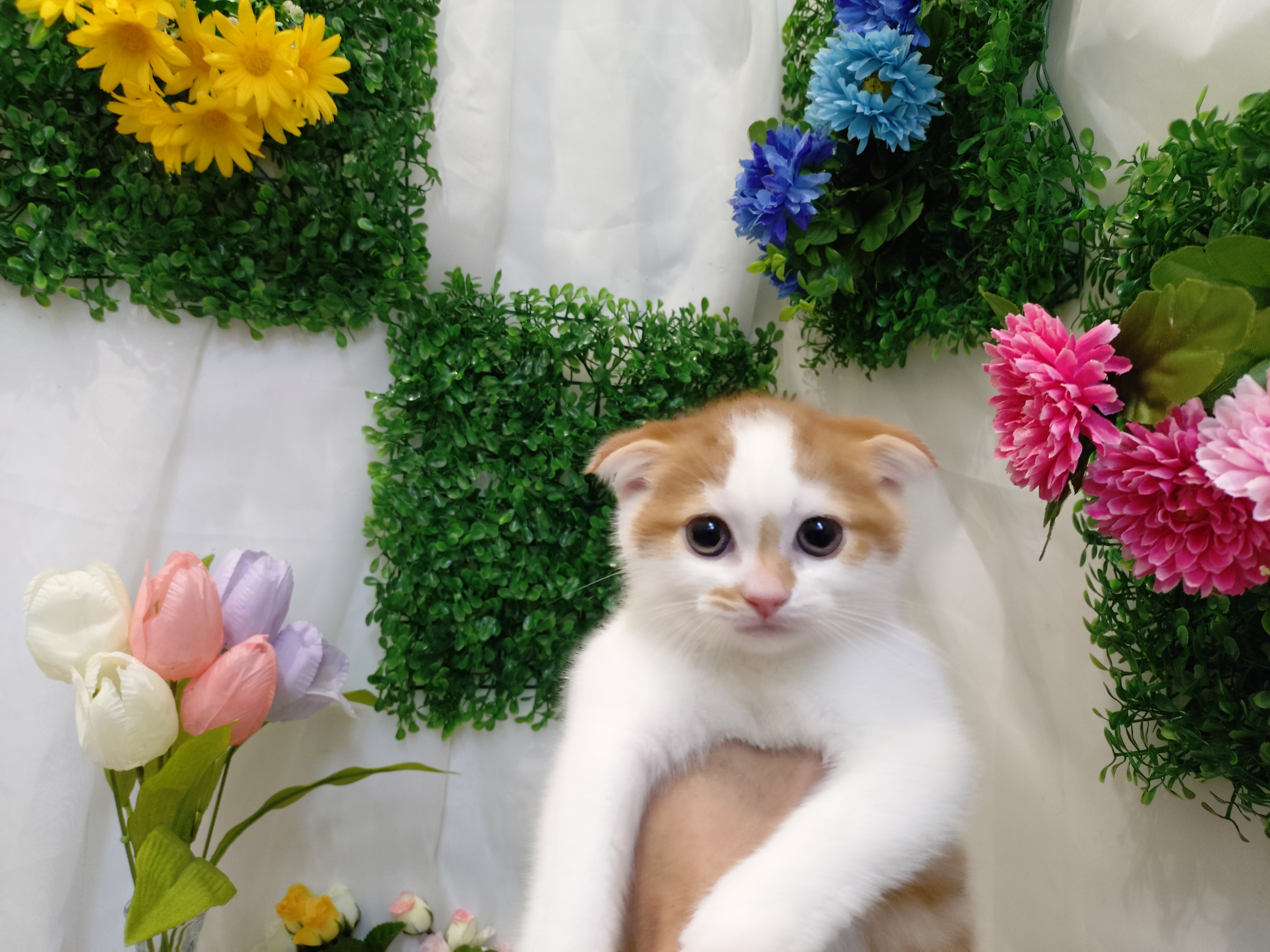 岐阜県のスコティッシュフォールド (ペッツワン関店/2026年2月16日生まれ/男の子/レッドタビーホワイト)の子猫