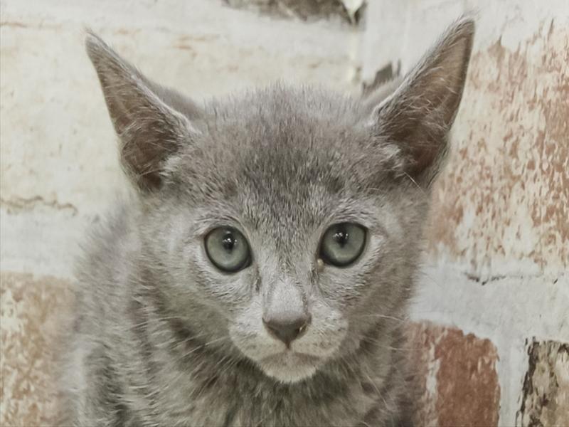 愛知県のロシアンブルー (ペッツワン小牧店/2026年2月22日生まれ/男の子/ブルー)の子猫