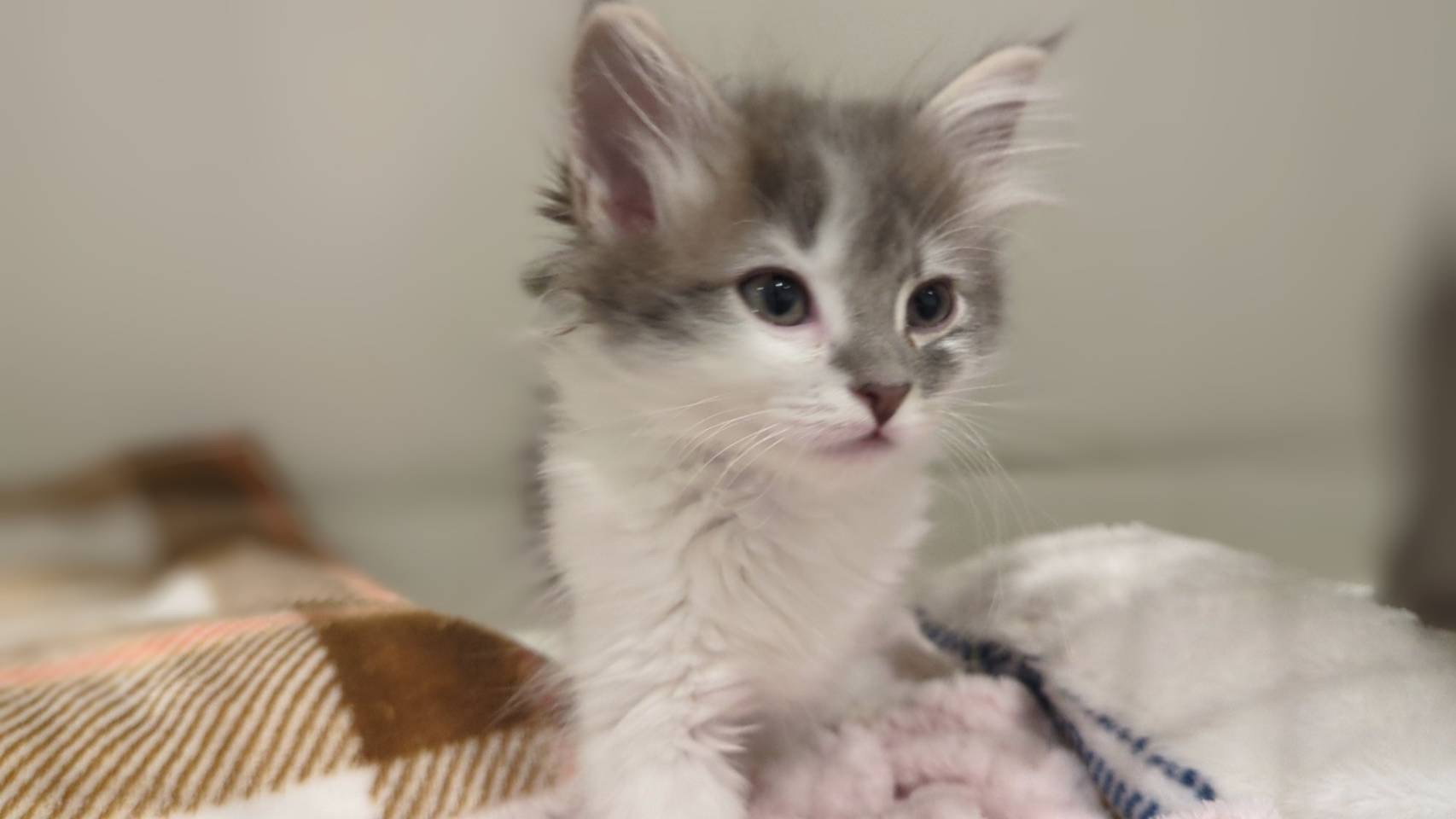 福島県のノルウェージャンフォレストキャット (ペッツワン郡山富田店/2026年2月1日生まれ/女の子/ブルー)の子猫