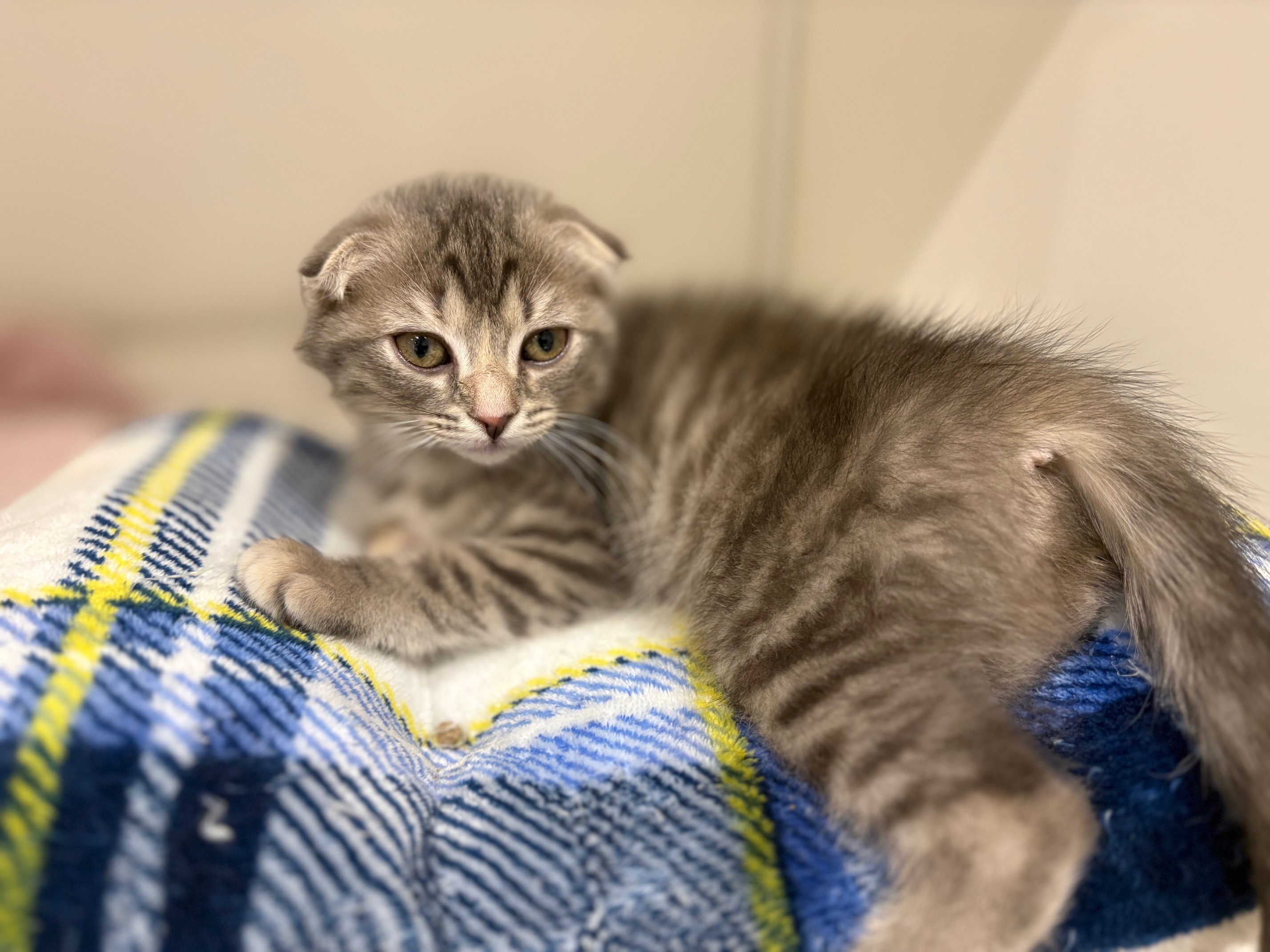 福島県のスコティッシュフォールド (ペッツワン郡山富田店/2026年1月31日生まれ/女の子/ブルー)の子猫