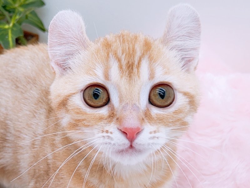 愛知県のアメリカンカール (ペッツワン小牧店/2026年2月18日生まれ/女の子/その他色)の子猫