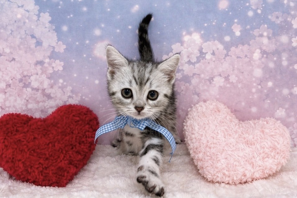 兵庫県のアメリカンショートヘアー (ペッツワン神戸深江浜店/2026年2月9日生まれ/男の子/シルバータビー)の子猫の2枚目の画像