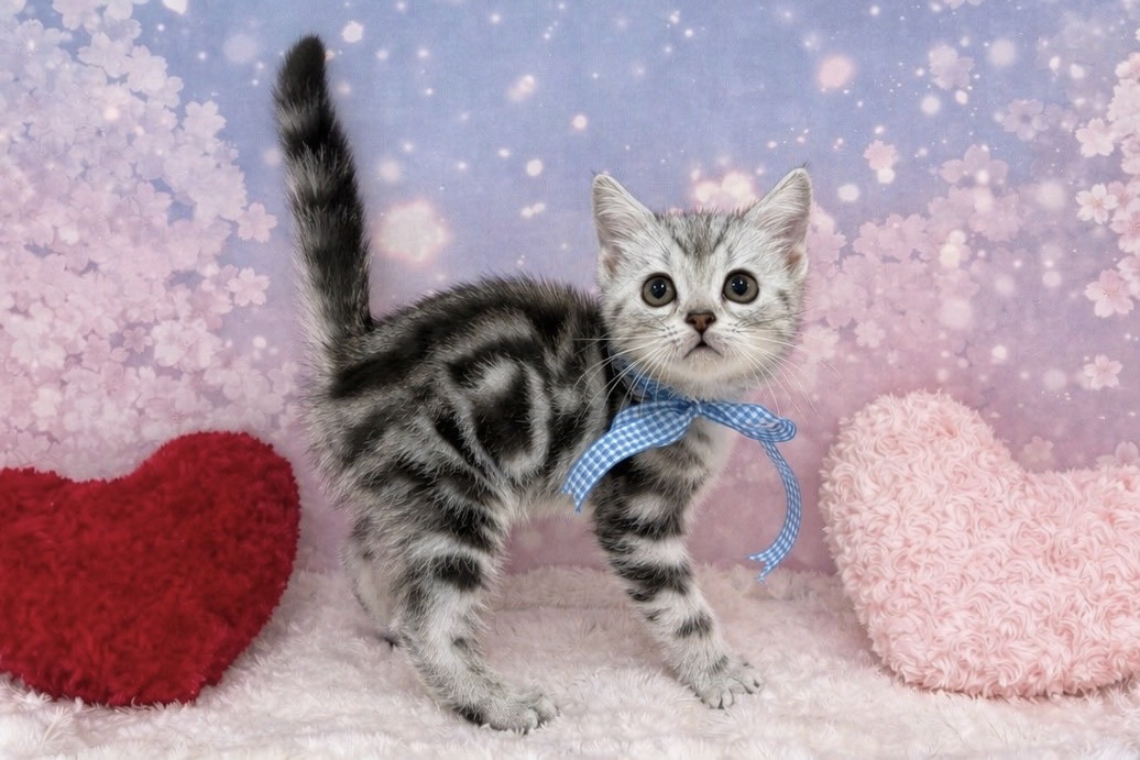 兵庫県のアメリカンショートヘアー (ペッツワン神戸深江浜店/2026年2月9日生まれ/男の子/シルバータビー)の子猫の3枚目の画像