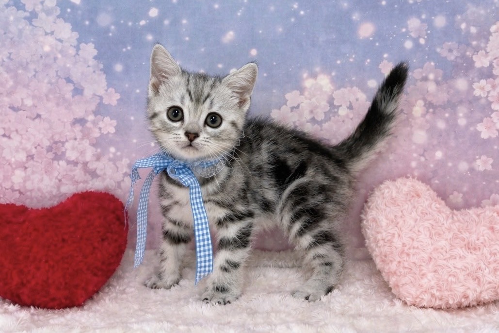 兵庫県のアメリカンショートヘアー (ペッツワン神戸深江浜店/2026年2月9日生まれ/男の子/シルバータビー)の子猫の1枚目の画像