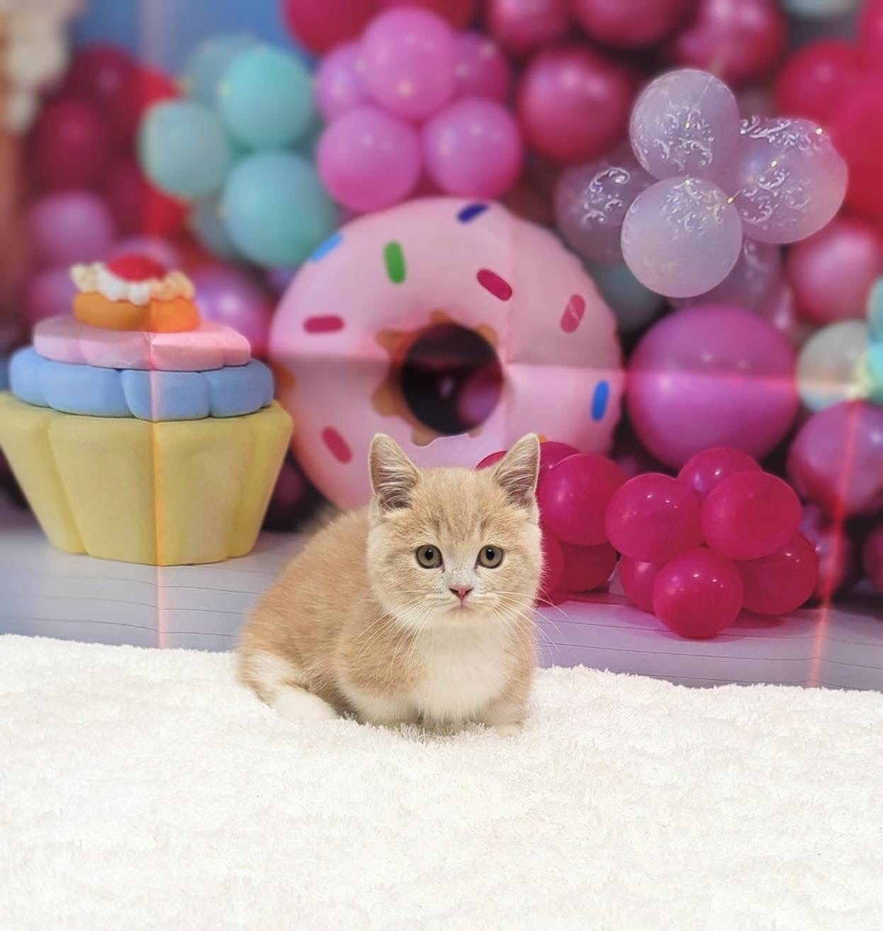 岡山県のマンチカン (ペッツワンFC津山店/2025年8月18日生まれ/男の子/クリームタビーホワイト)の子猫の1枚目の画像