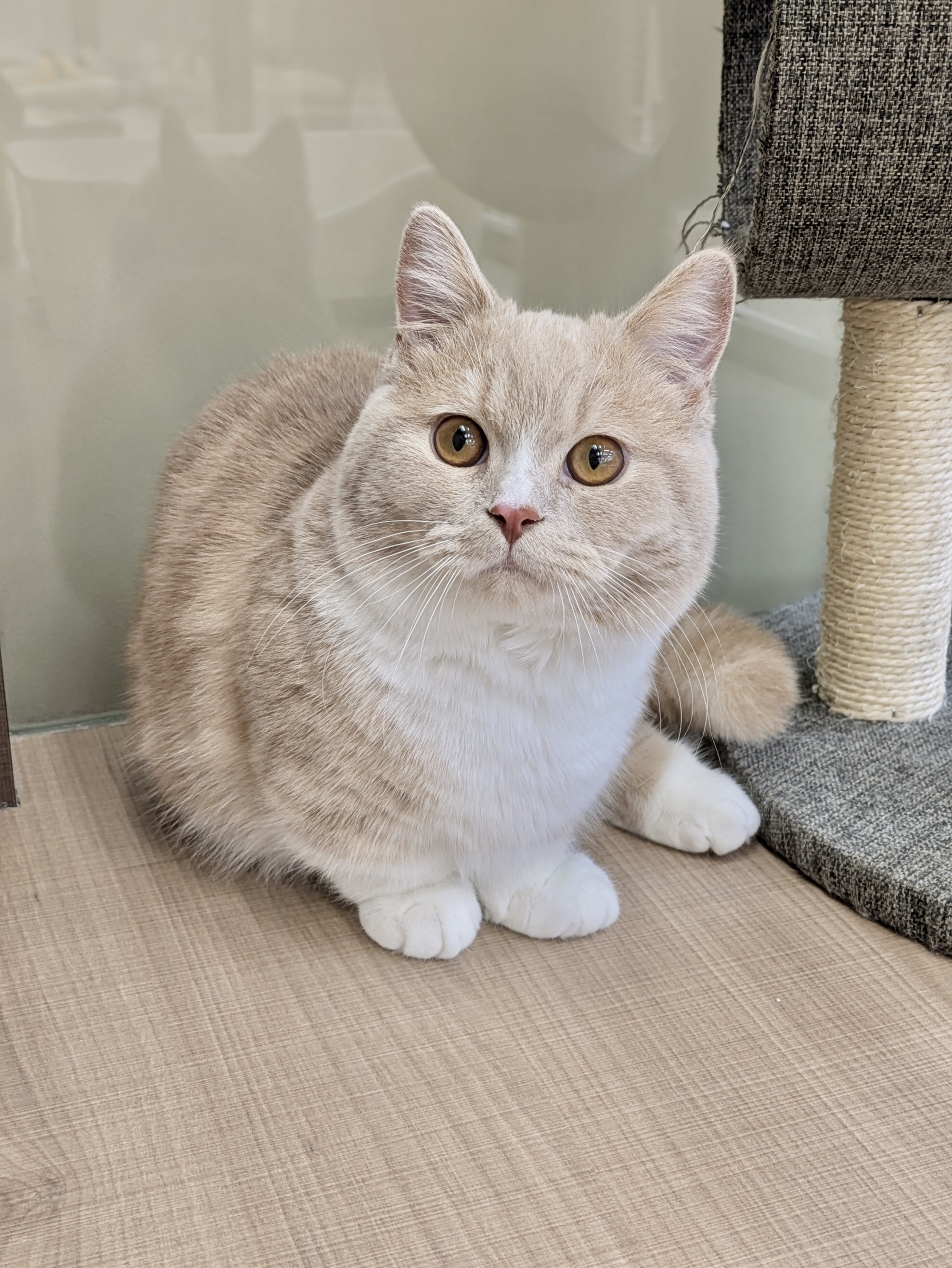 岡山県のマンチカン (ペッツワンFC津山店/2025年8月18日生まれ/男の子/クリームタビーホワイト)の子猫の2枚目の画像