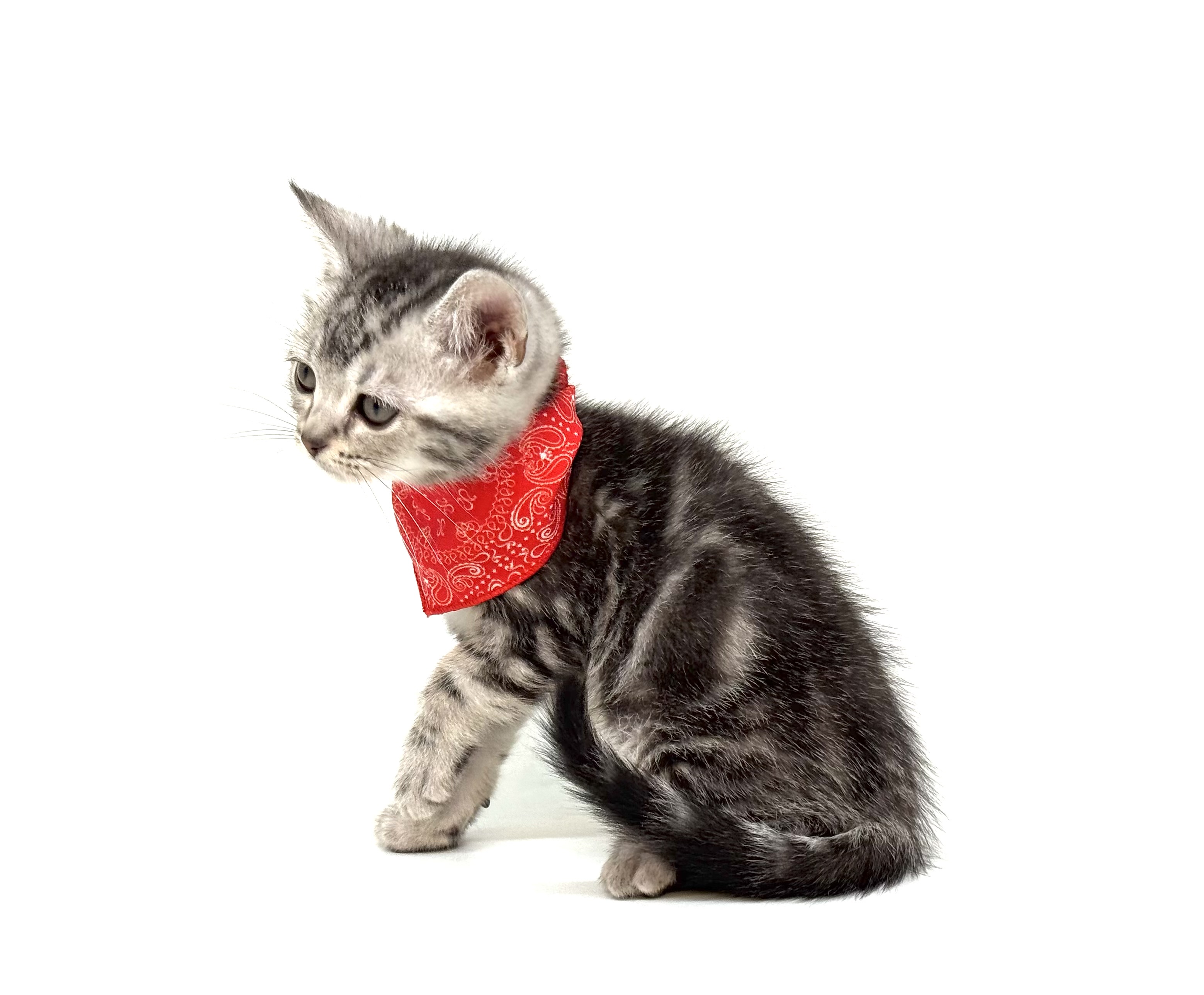 埼玉県のマンチカン (ペッツワン深谷川本店/2026年2月16日生まれ/女の子/シルバータビー)の子猫の2枚目の画像