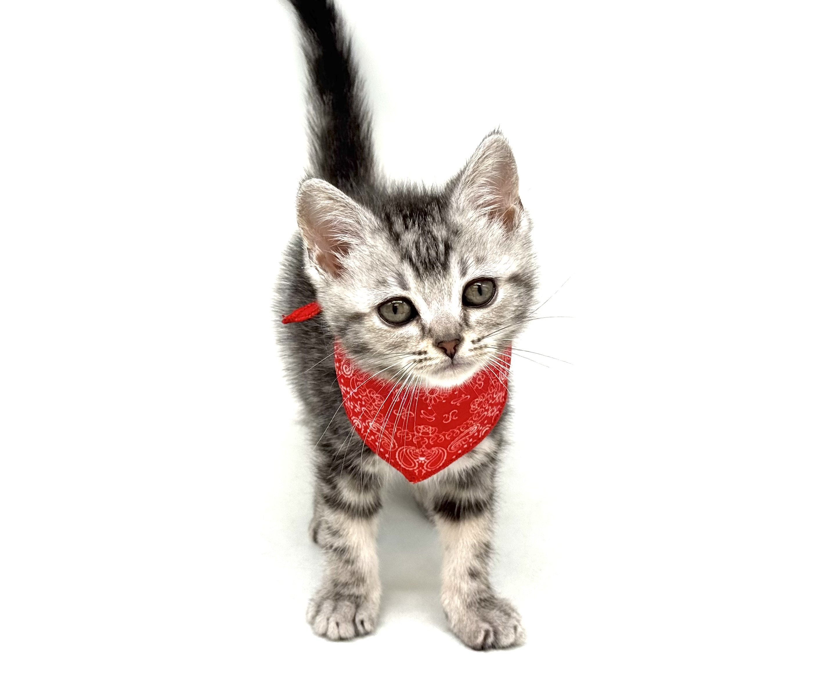 埼玉県のマンチカン (ペッツワン深谷川本店/2026年2月16日生まれ/女の子/シルバータビー)の子猫の1枚目の画像