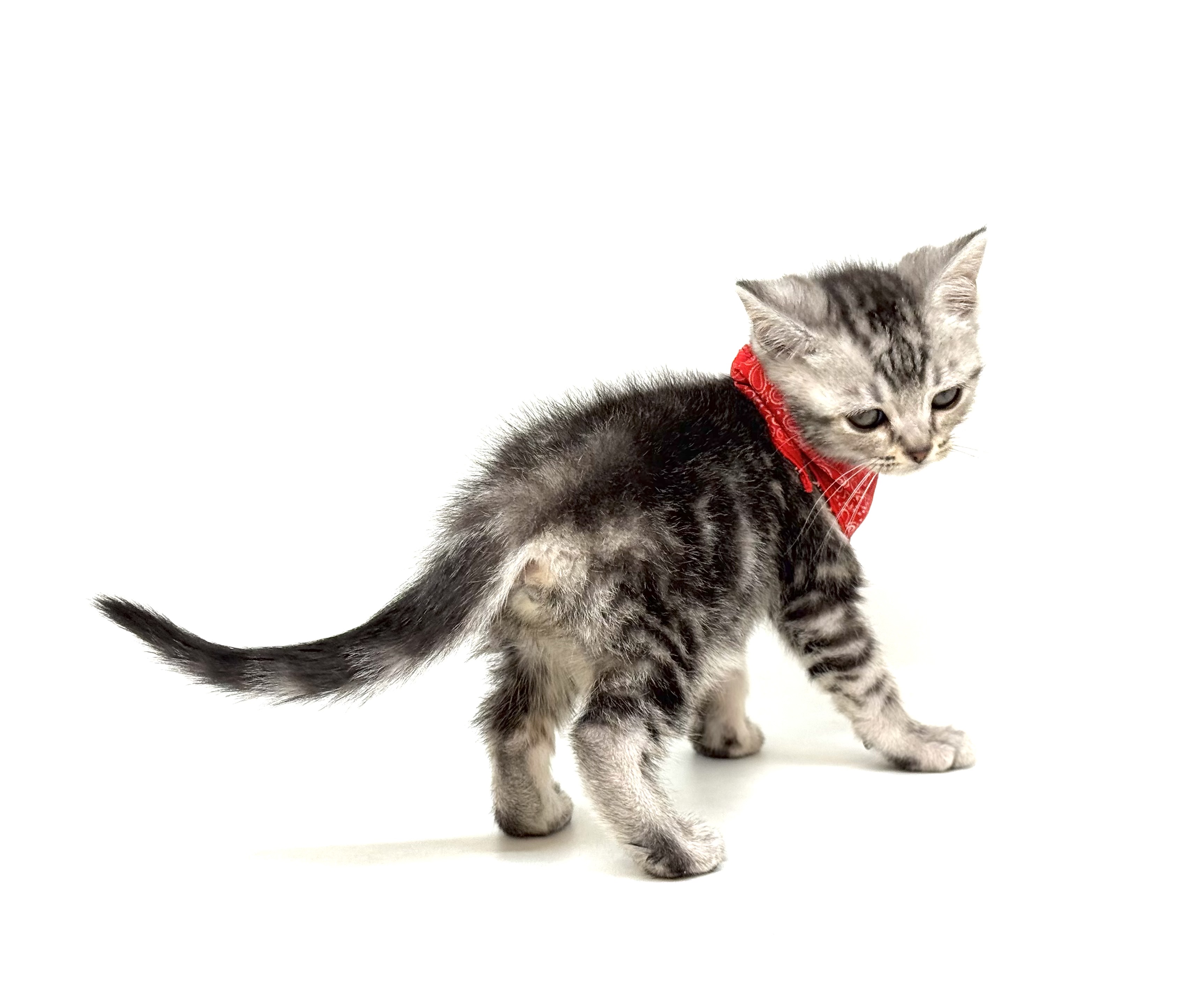 埼玉県のマンチカン (ペッツワン深谷川本店/2026年2月16日生まれ/女の子/シルバータビー)の子猫の3枚目の画像