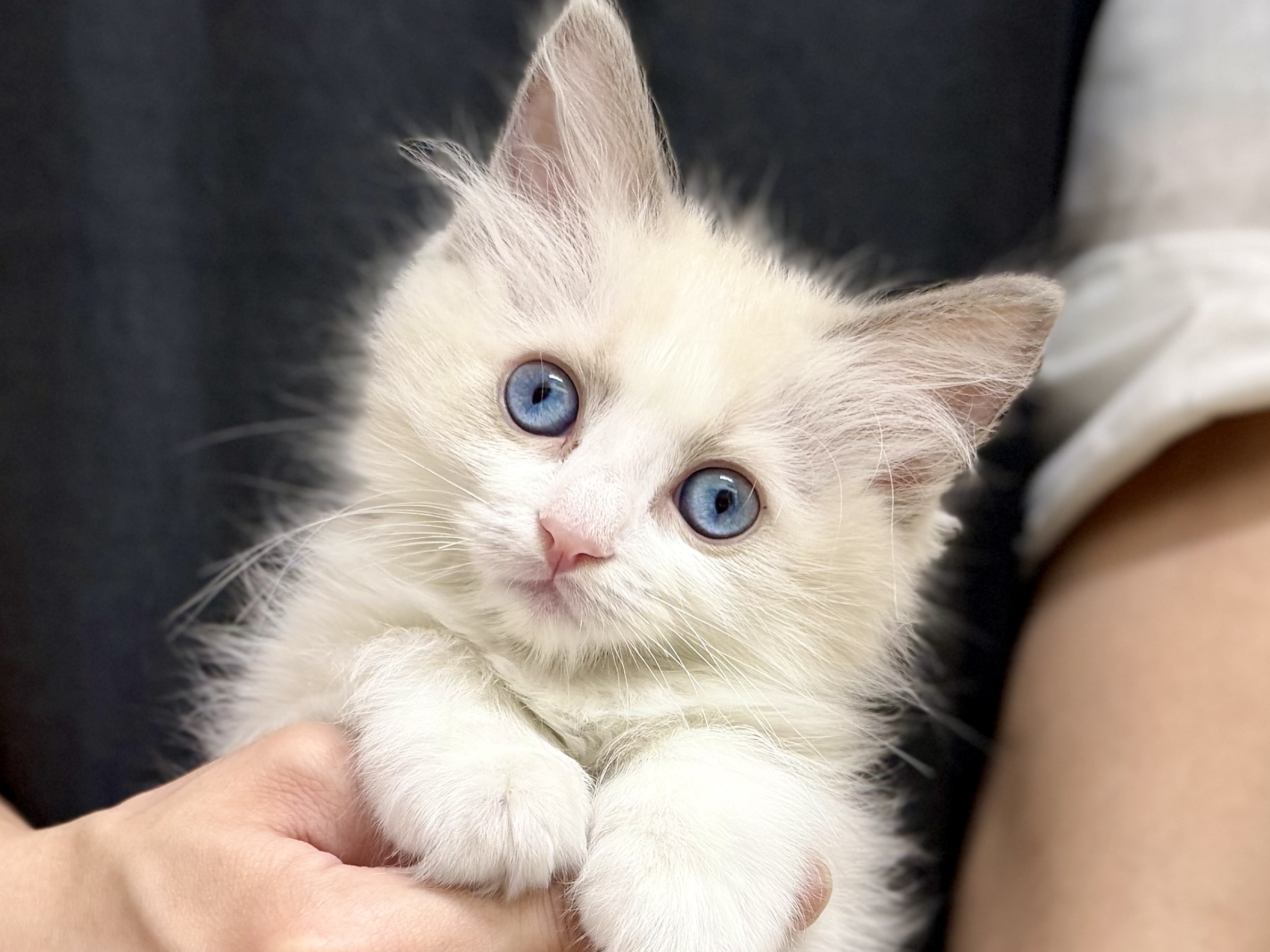 愛知県のラグドール (ペッツワン名古屋堀田店/2026年2月7日生まれ/女の子/ブルーポイントバイカラー)の子猫