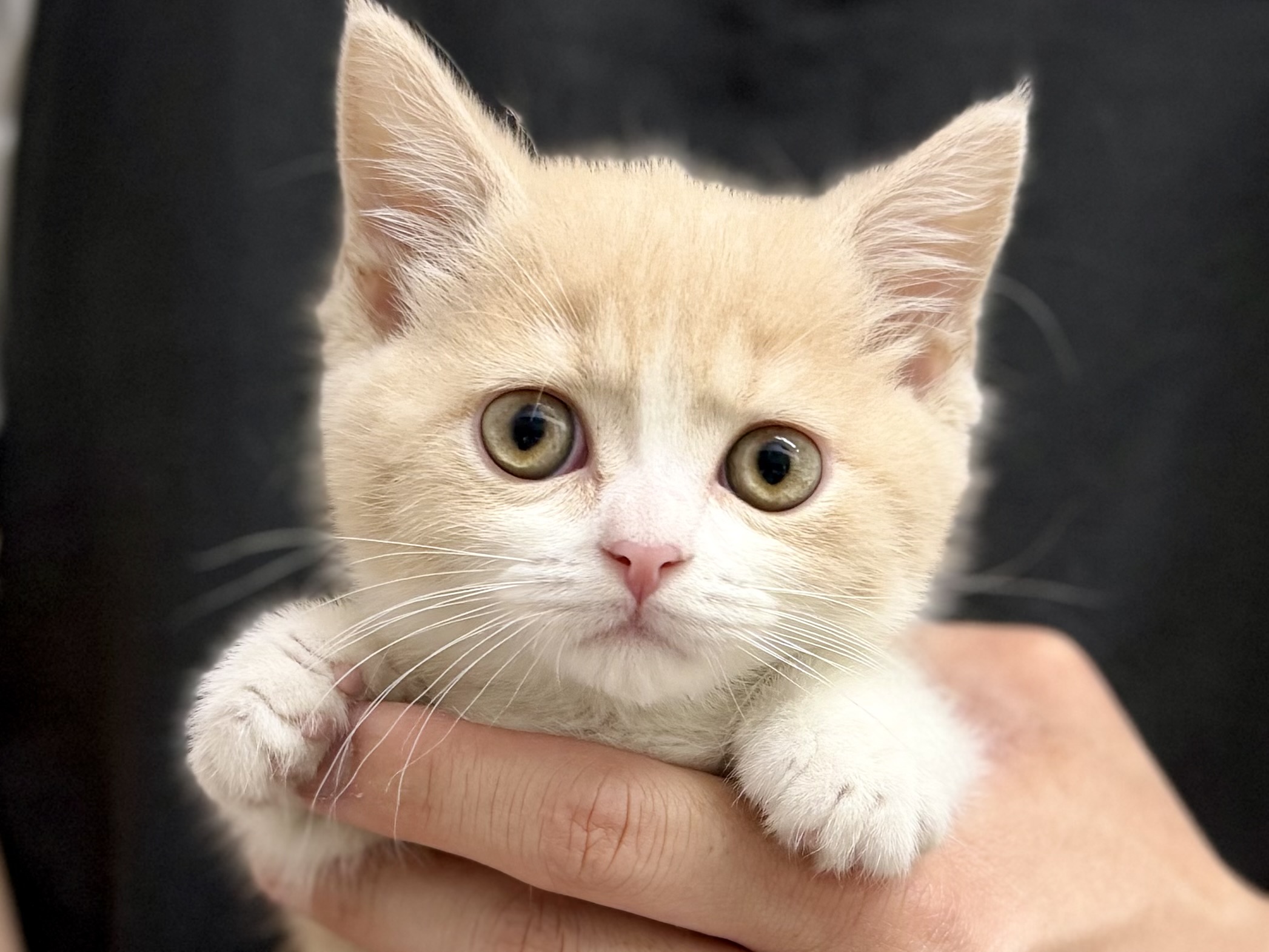 愛知県のマンチカン (ペッツワン名古屋堀田店/2026年2月15日生まれ/男の子/クリームホワイト)の子猫