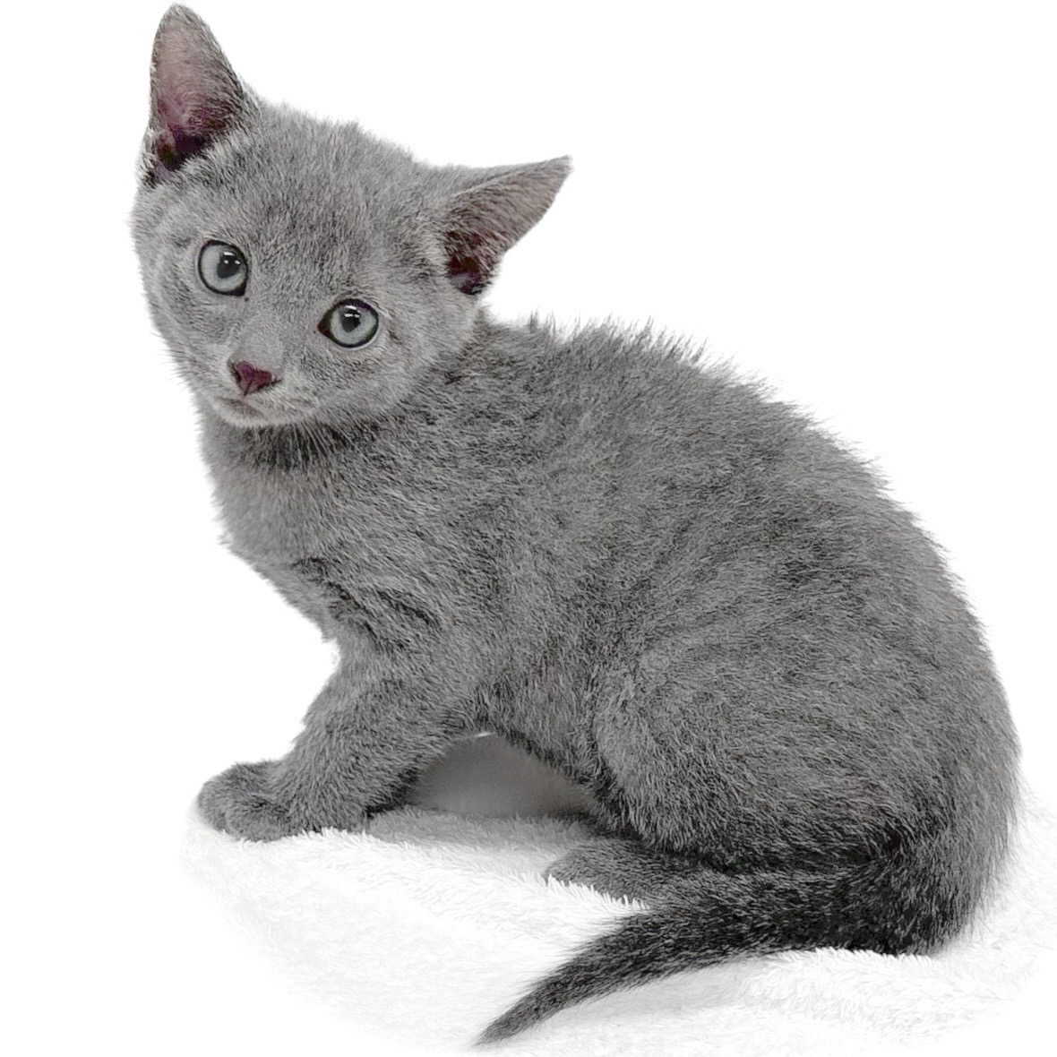 神奈川県のロシアンブルー (ペッツワン城山店/2026年2月21日生まれ/女の子/ブルー)の子猫