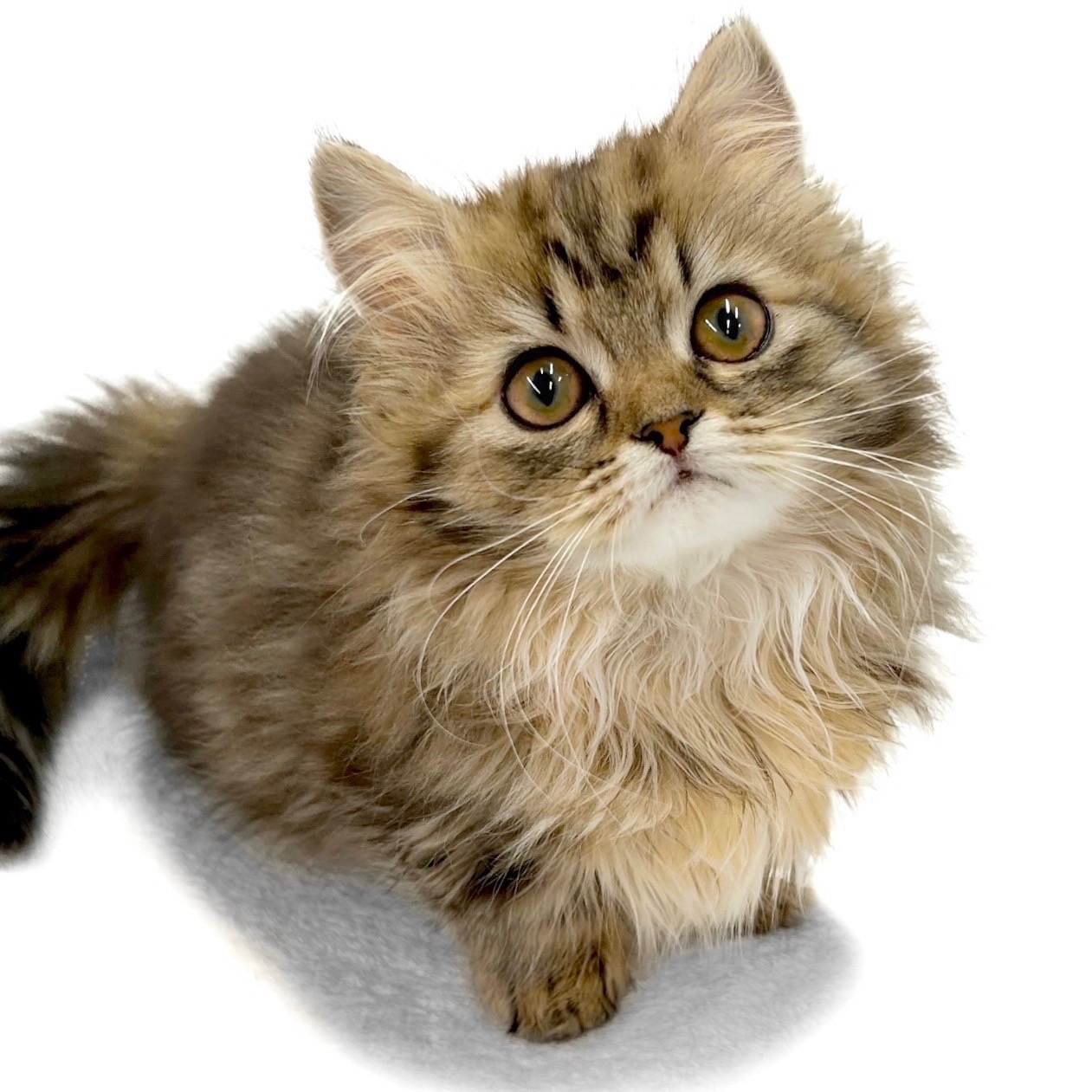 神奈川県のマンチカン (ペッツワン城山店/2026年1月17日生まれ/女の子/ブラウンタビー)の子猫