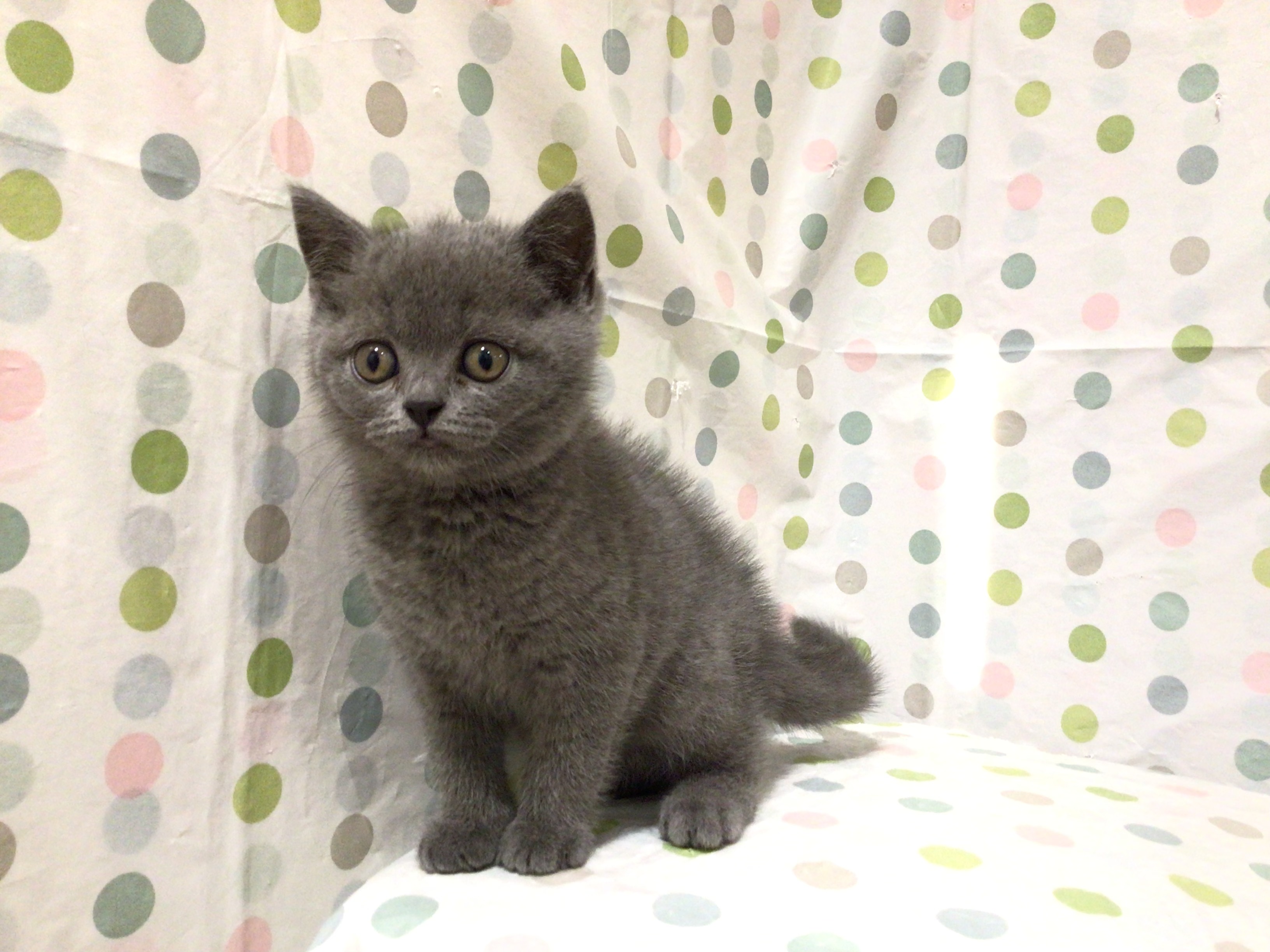 茨城県のブリティッシュショートヘアー (ペッツワン高萩店/2026年2月17日生まれ/男の子/ブルー)の子猫