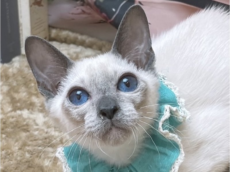 沖縄県のシャム (ペッツワンFCあがり浜店/2025年11月8日生まれ/男の子/ブルーポイント)の子猫