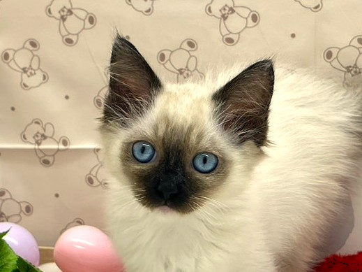 静岡県のラグドール (ペッツワン掛川店/2026年2月13日生まれ/女の子/シールポイントミテッド)の子猫の1枚目の画像