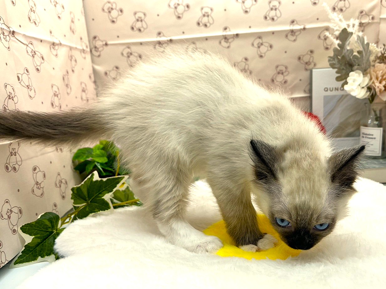 静岡県のラグドール (ペッツワン掛川店/2026年2月13日生まれ/女の子/シールポイントミテッド)の子猫の2枚目の画像