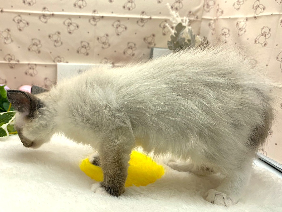 静岡県のラグドール (ペッツワン掛川店/2026年2月13日生まれ/女の子/シールポイントミテッド)の子猫の3枚目の画像