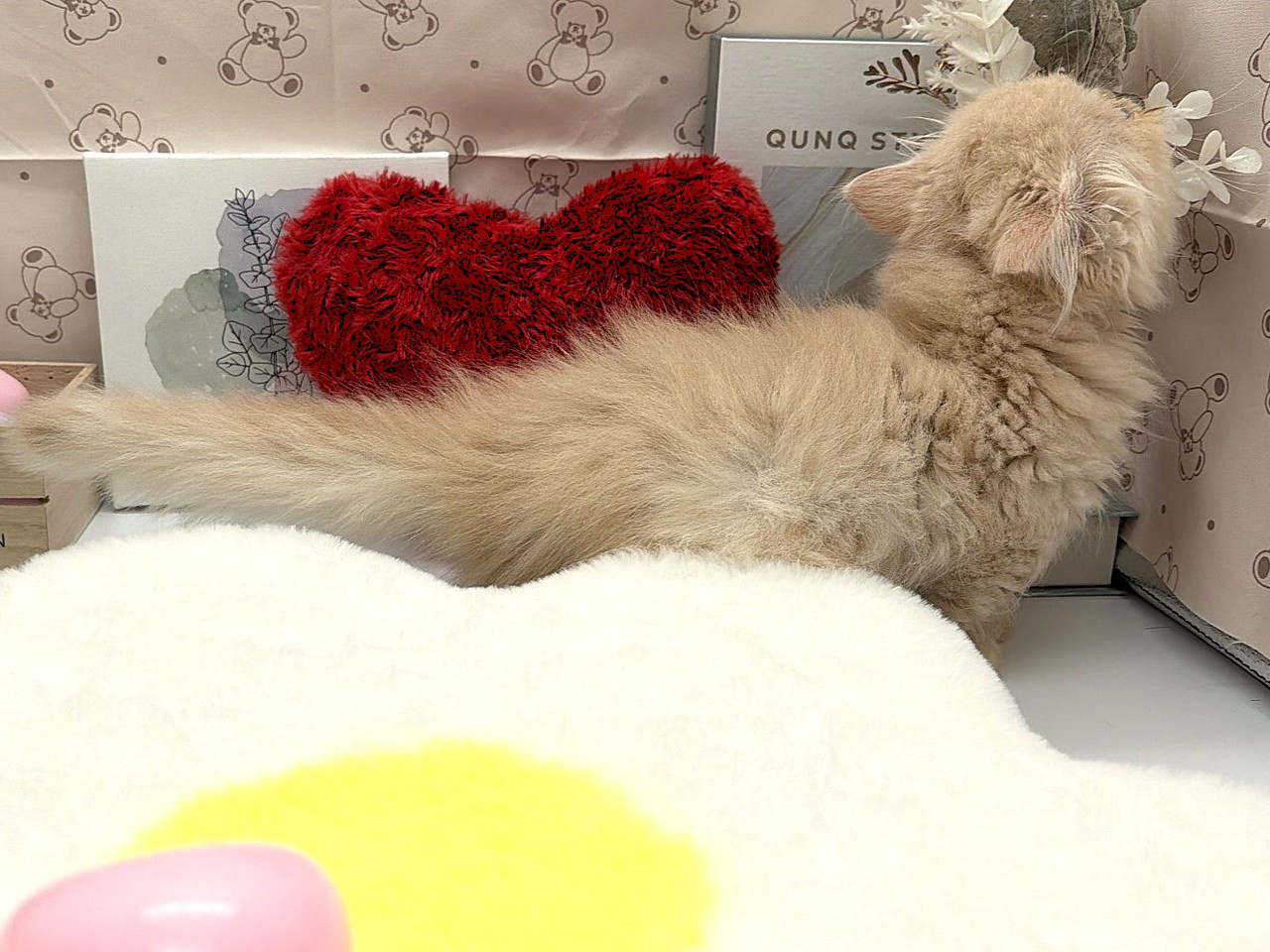 静岡県のミヌエット (ペッツワン掛川店/2026年2月11日生まれ/男の子/クリームタビーホワイト)の子猫の2枚目の画像