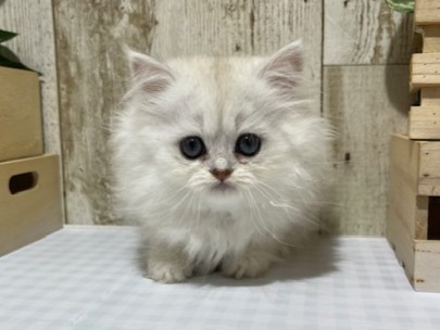 静岡県のペルシャ (ペッツワン浜松都田テクノ店/2026年2月24日生まれ/男の子/チンチラシルバー)の子猫