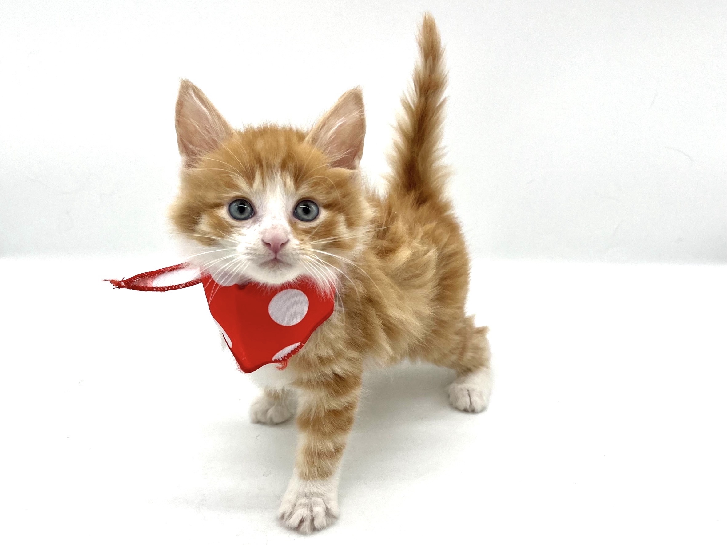 埼玉県のノルウェージャンフォレストキャット (ペッツワンなめがわモール店/2026年2月11日生まれ/男の子/レッドタビーホワイト)の子猫